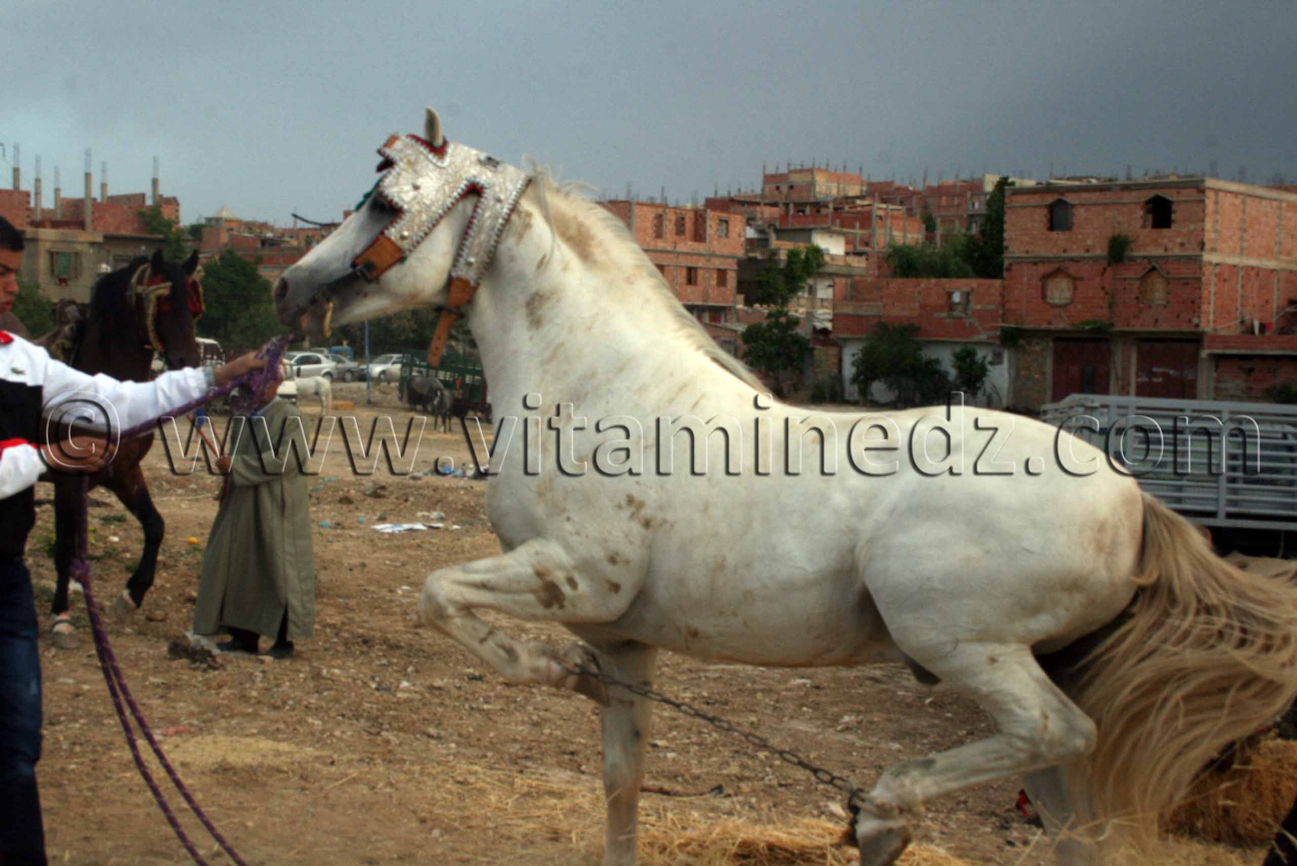 Très beau cheval au Salon du Cheval de Tiaret (8ème édition - Juin 2013) - Fantasia, fête populaire.