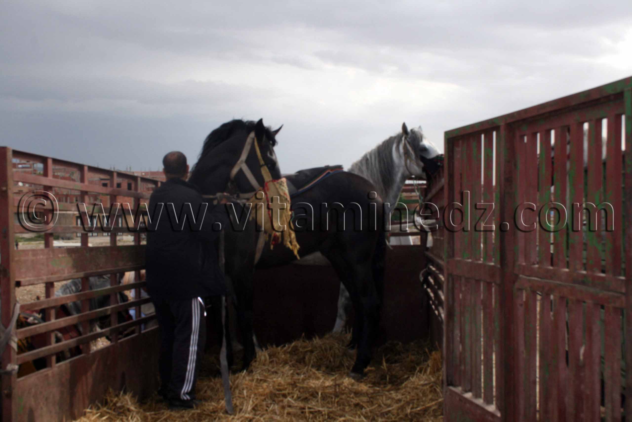 Préparatifs du Salon du Cheval de Tiaret (8ème édition - Juin 2013) - Fantasia, fête populaire.