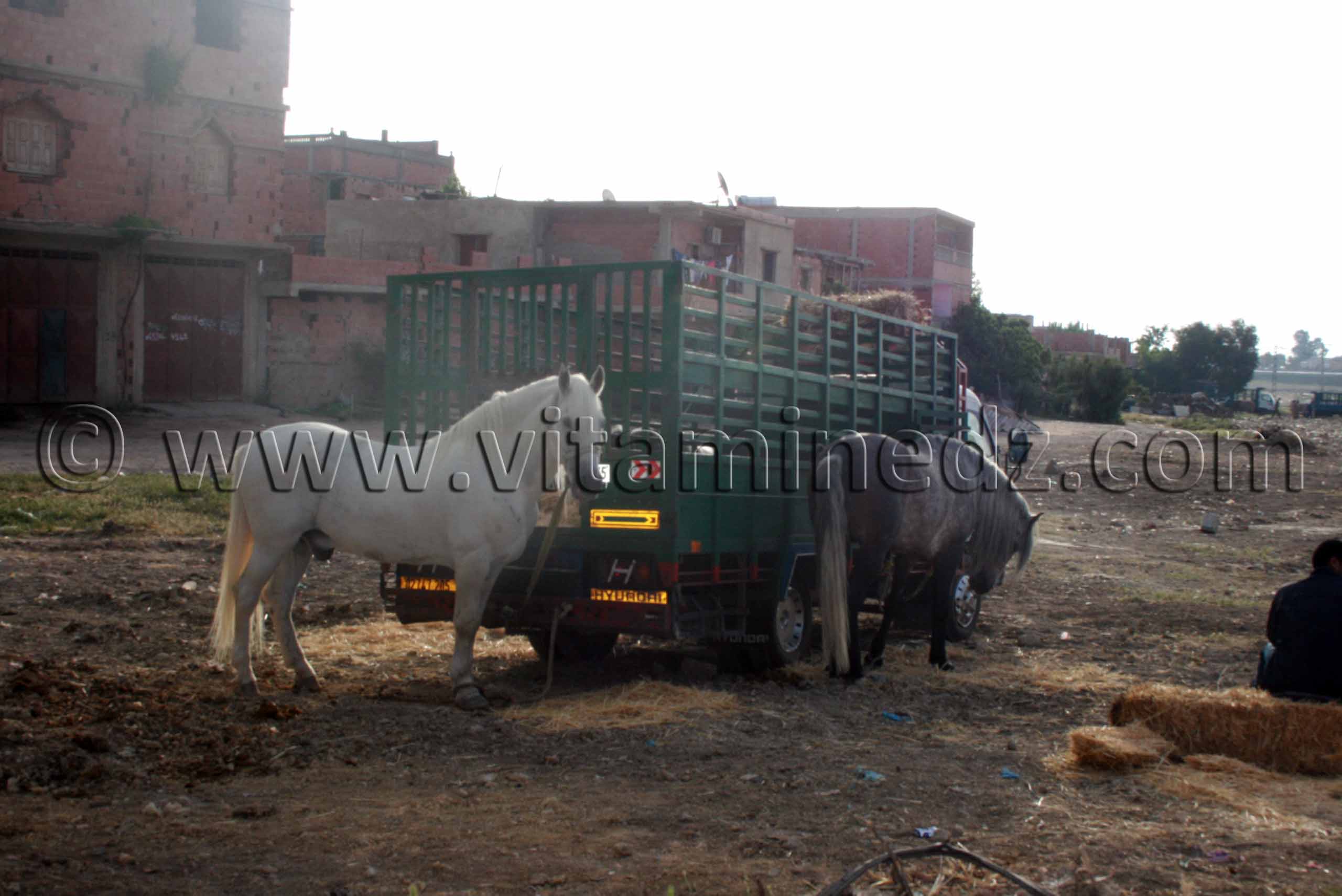 Cheval barbe Salon du Cheval de Tiaret (8ème édition - Juin 2013) - Fantasia, fête populaire.
