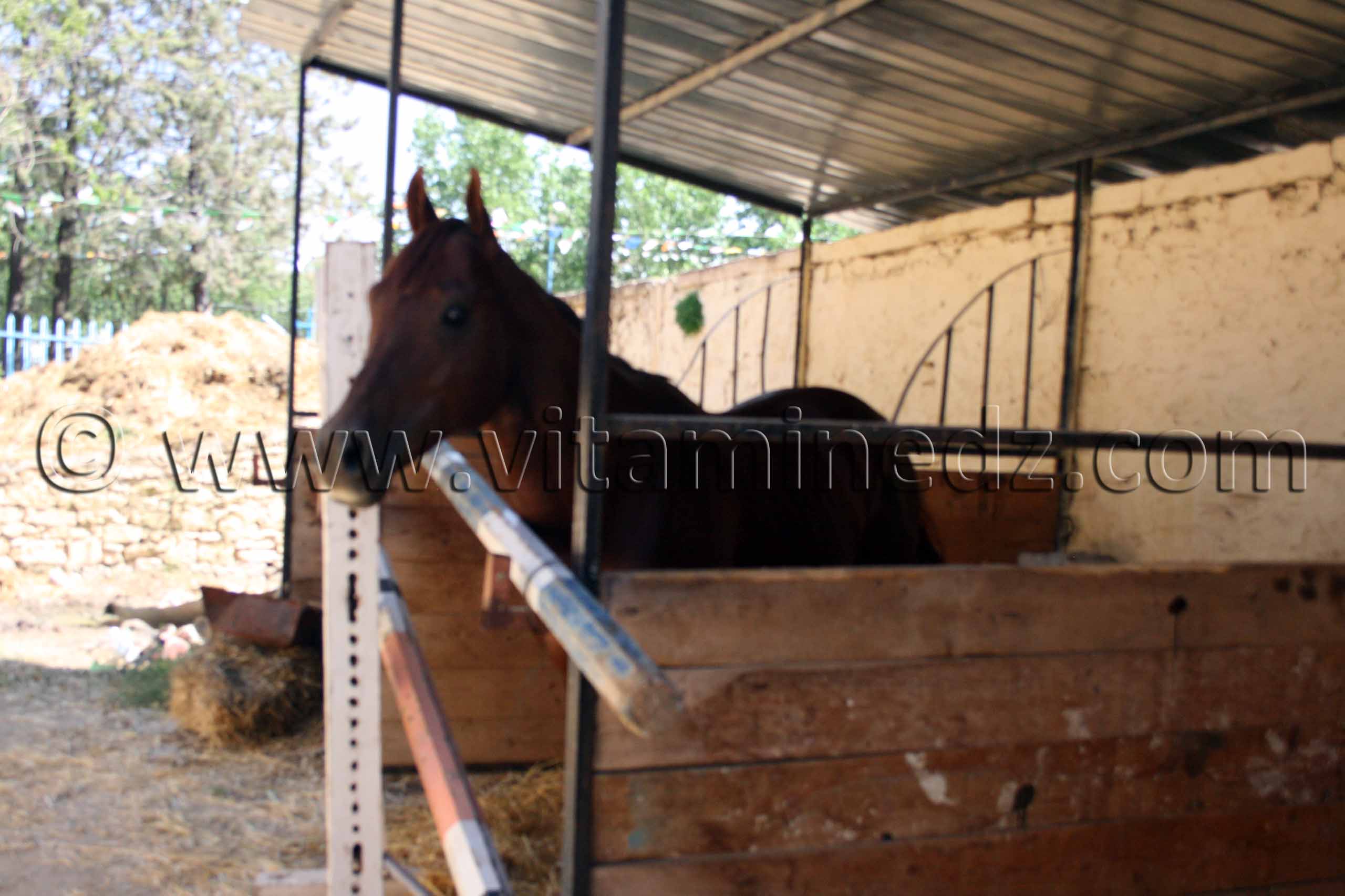 Cheval barbe au Centre equestre Emir Abdelkader de Tiaret