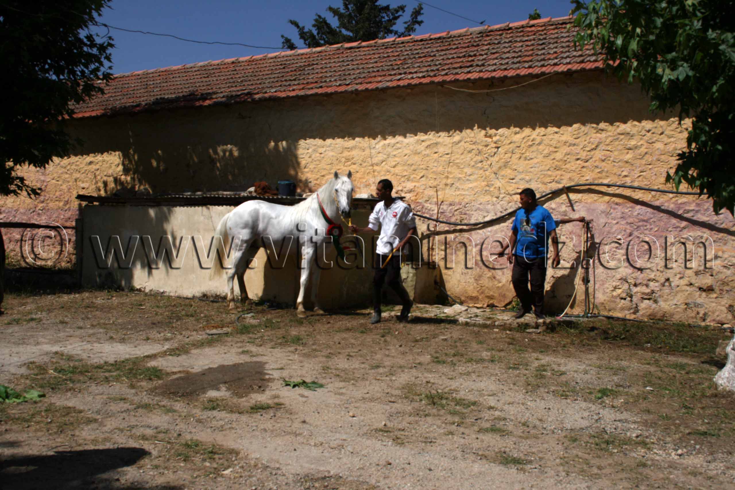 Centre equestre Emir Abdelkader de Tiaret,cheval barbe.