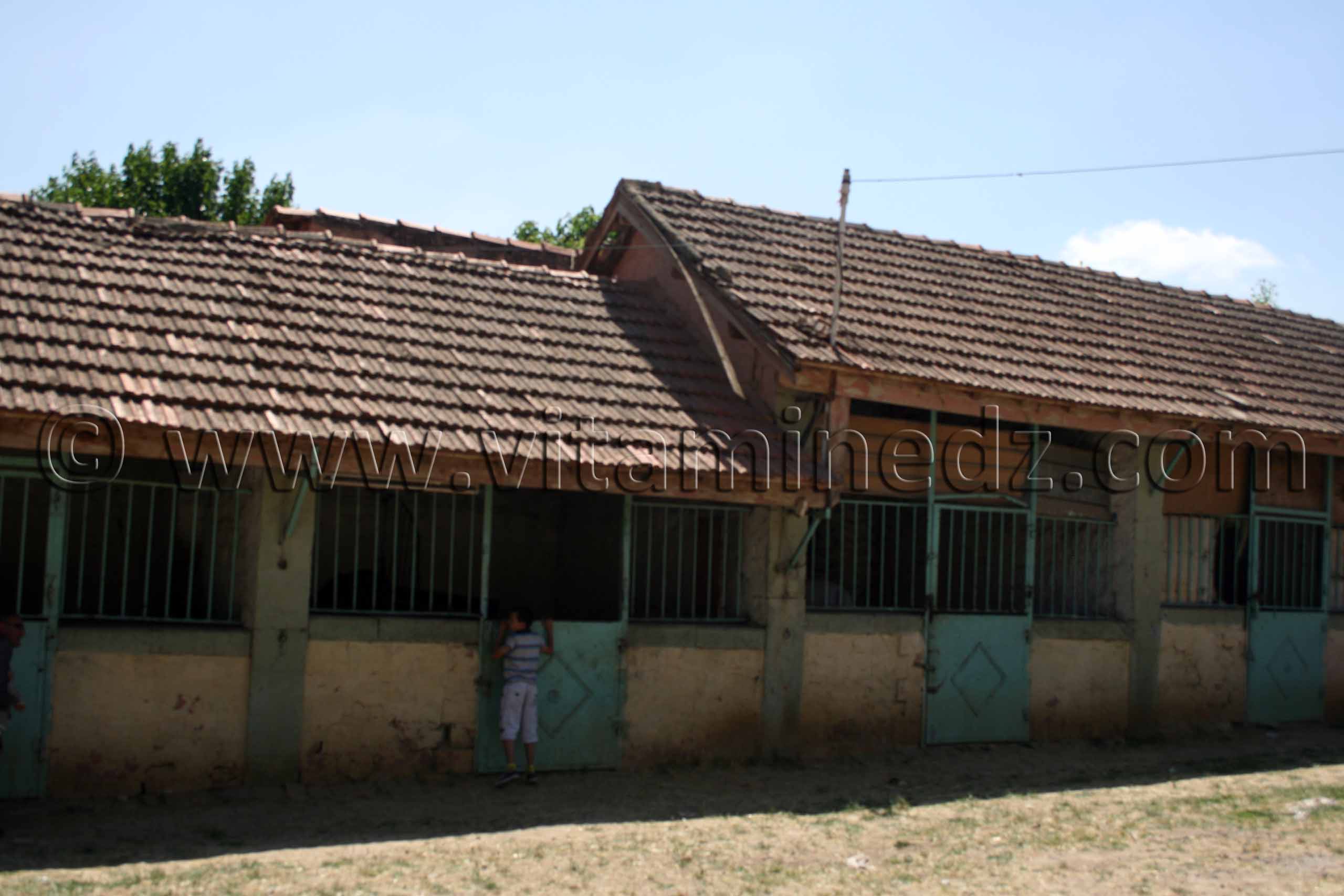 Box des chavaux, Centre equestre Emir Abdelkader de Tiaret