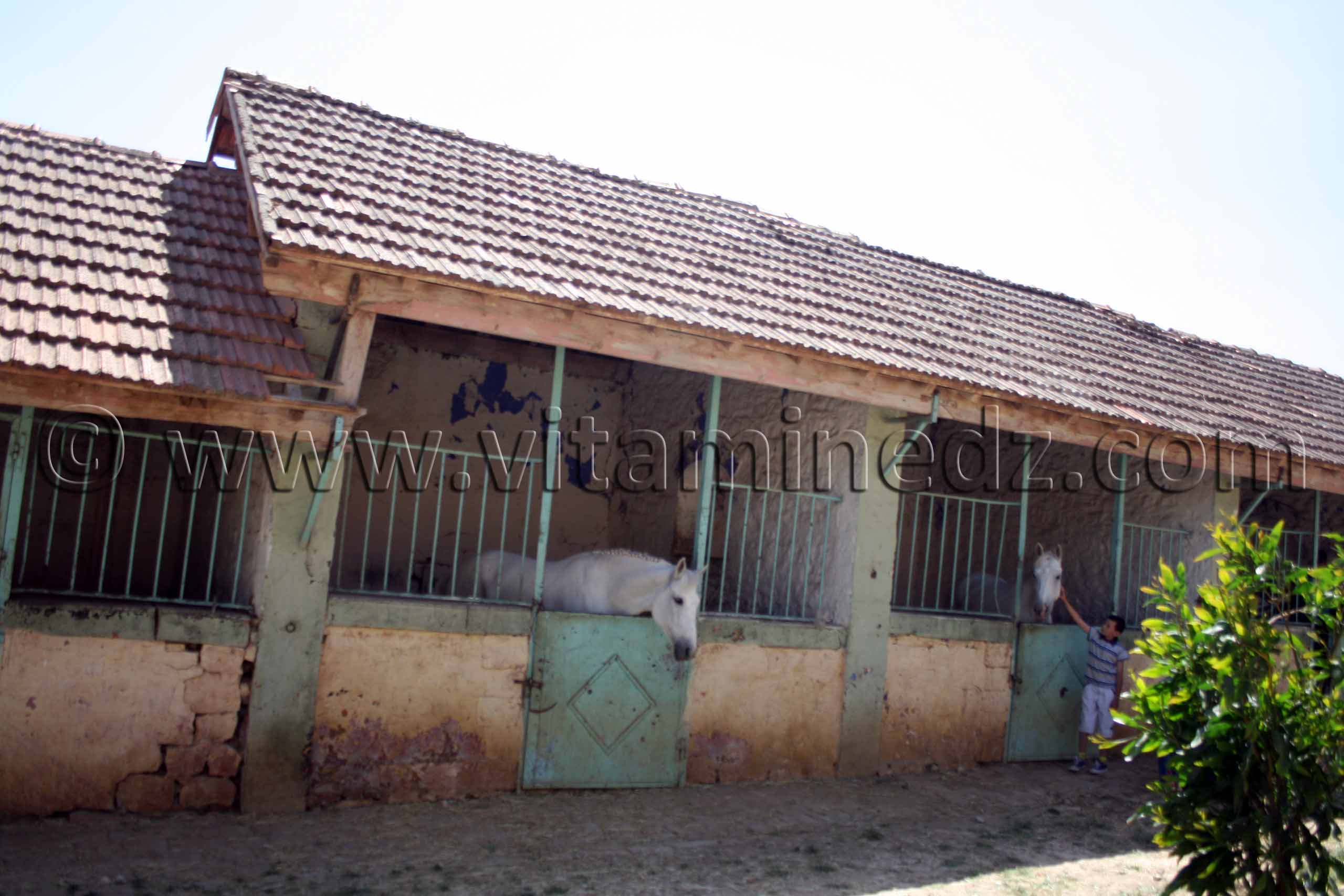 Chevaux barbes, Centre equestre Emir Abdelkader de Tiaret