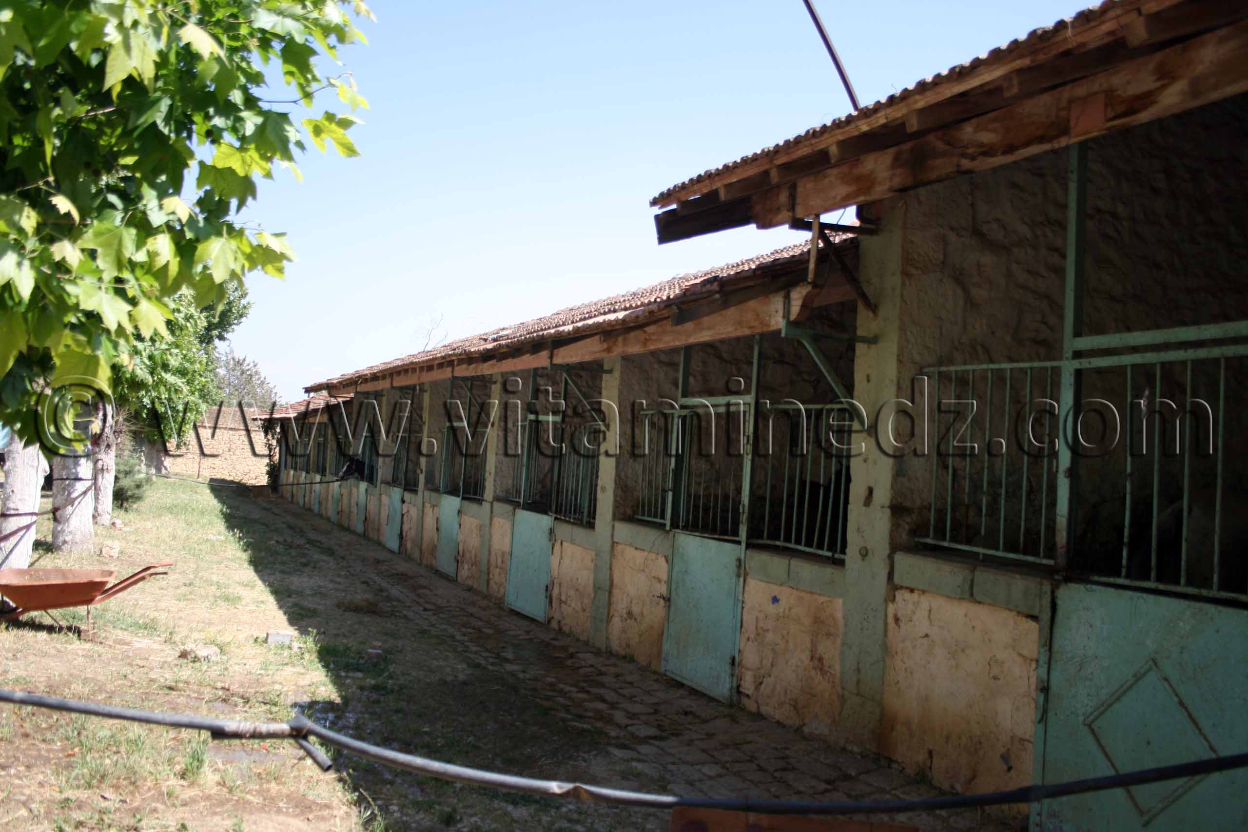 Box des chavaux, Centre equestre Emir Abdelkader de Tiaret