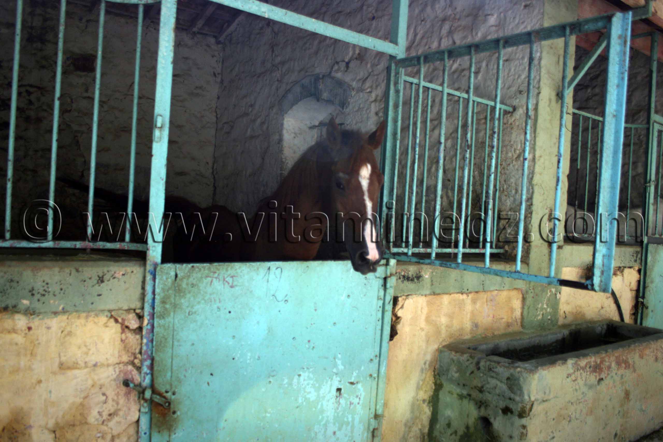 Cheval barbe au Centre equestre Emir Abdelkader de Tiaret