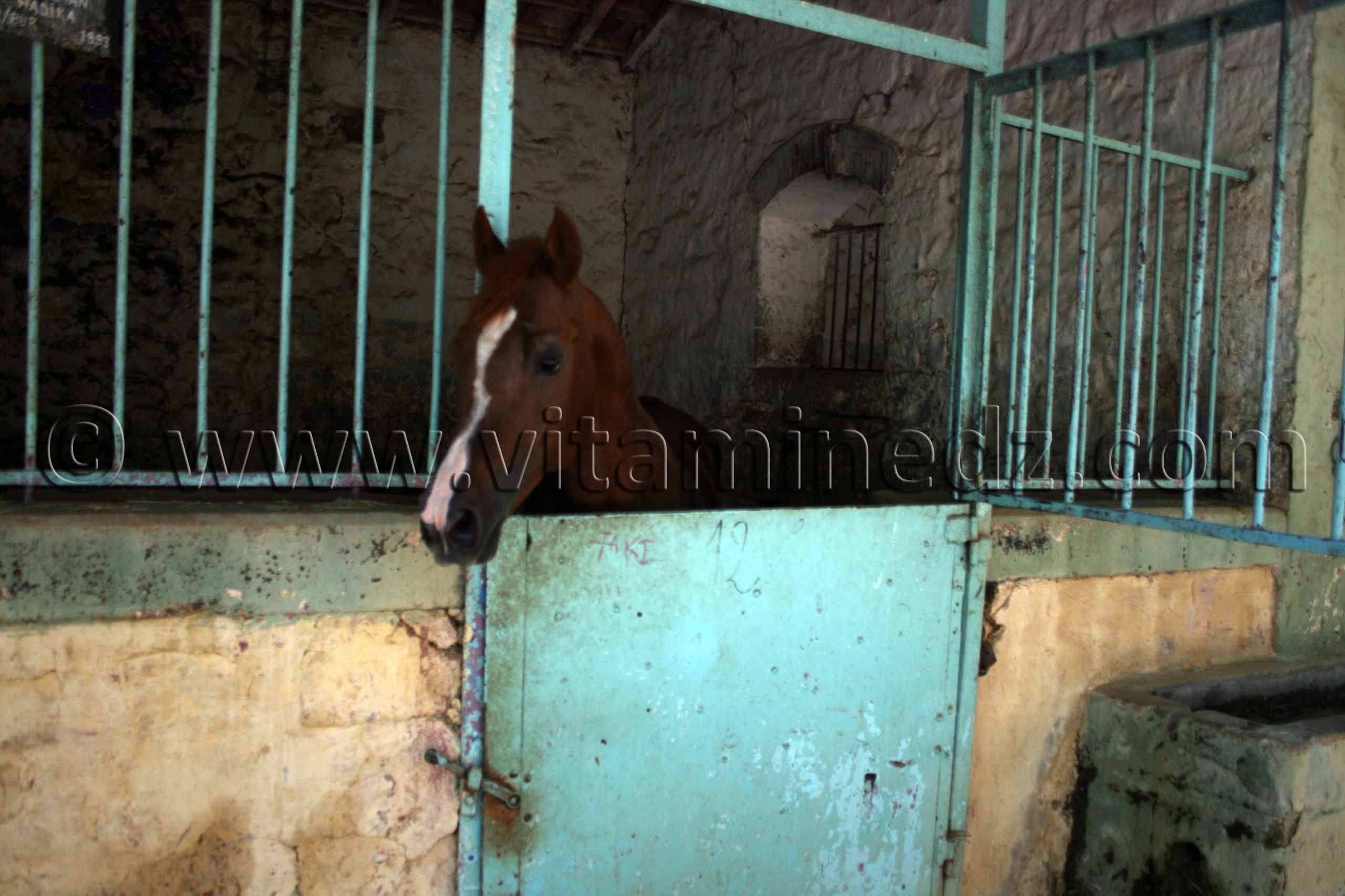 Cheval barbe au Centre equestre Emir Abdelkader de Tiaret