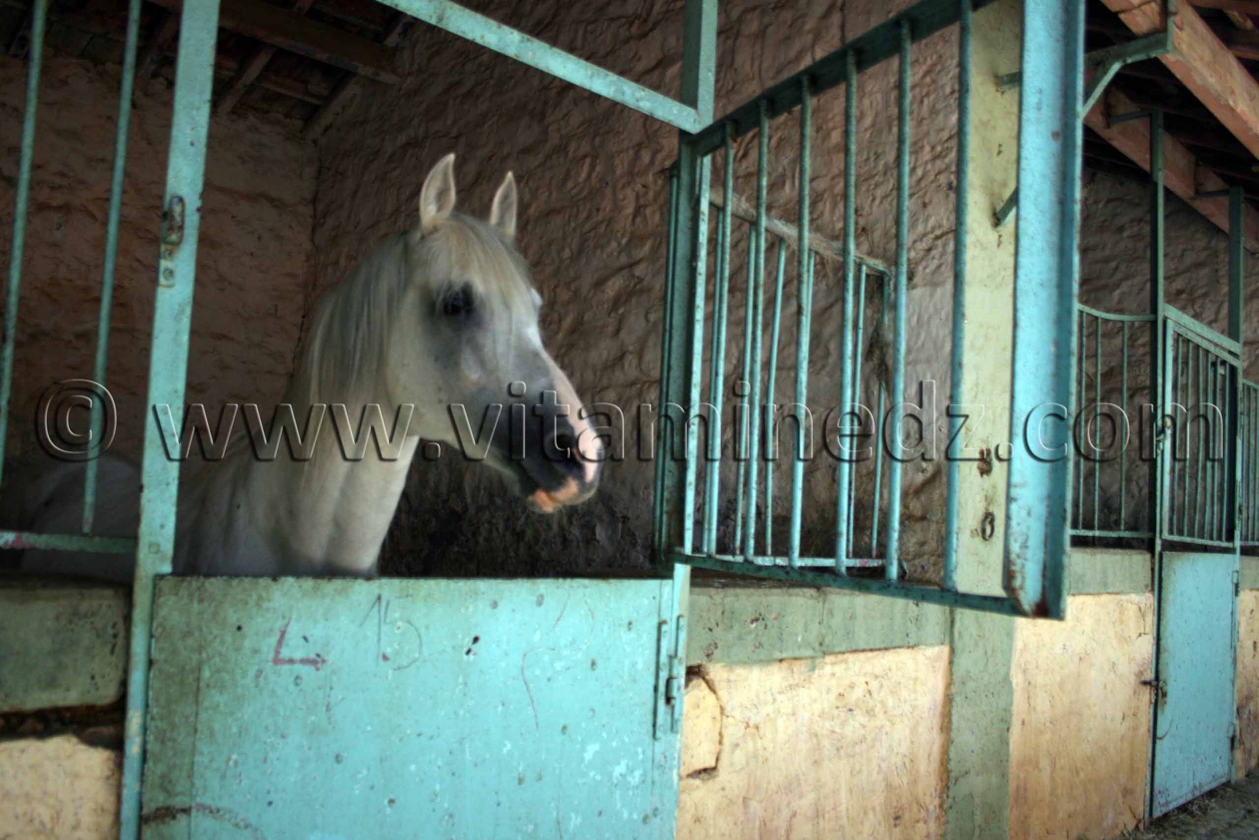Cheval barbe au Centre equestre Emir Abdelkader de Tiaret