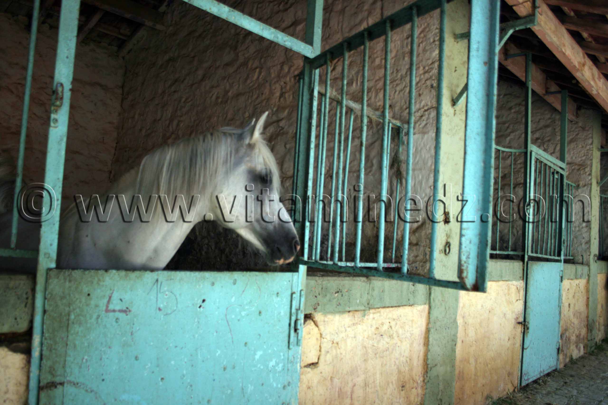 Centre equestre Emir Abdelkader de Tiaret, lors de la 8è Edition du Festival du cheval, Vente au enchères de pur sang arabes, Equitation et saut d'obstacles.