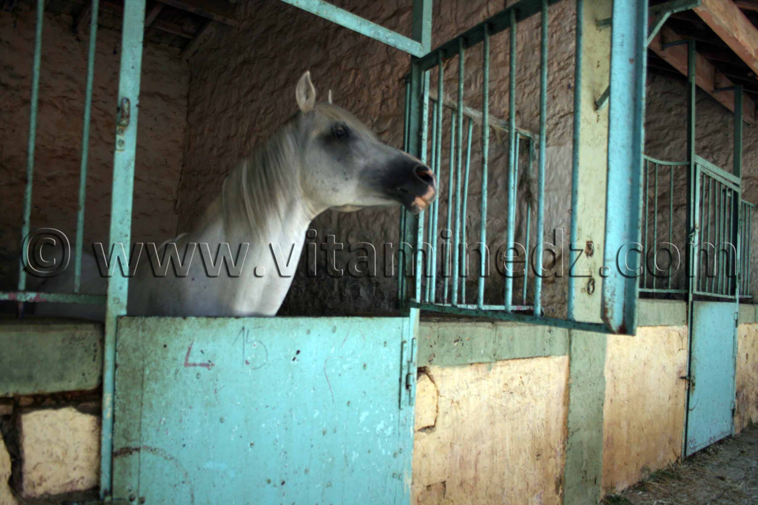 Centre equestre Emir Abdelkader de Tiaret, lors de la 8è Edition du Festival du cheval, Vente au enchères de pur sang arabes, Equitation et saut d'obstacles.