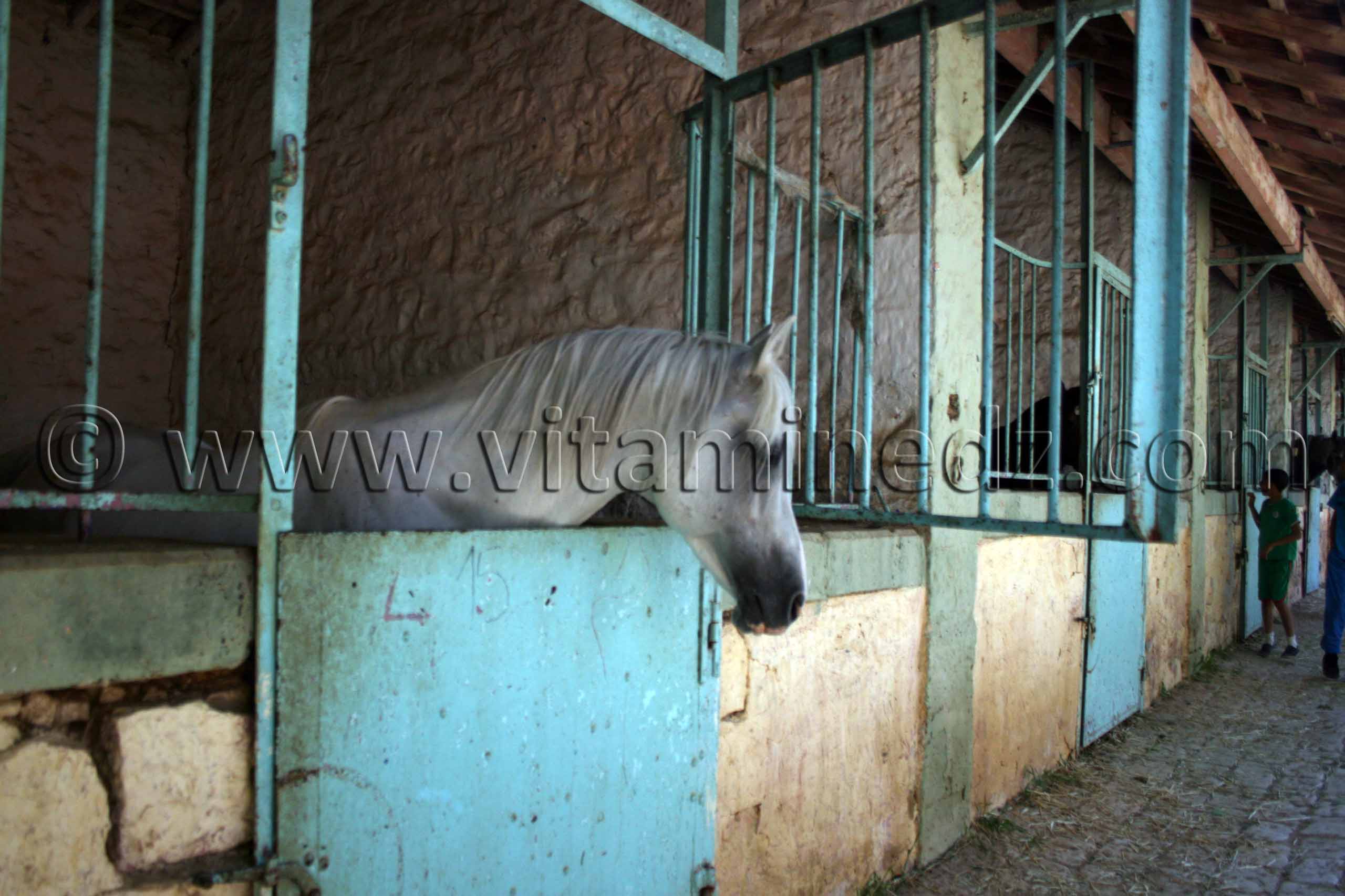 Cheval barbe au Centre equestre Emir Abdelkader de Tiaret