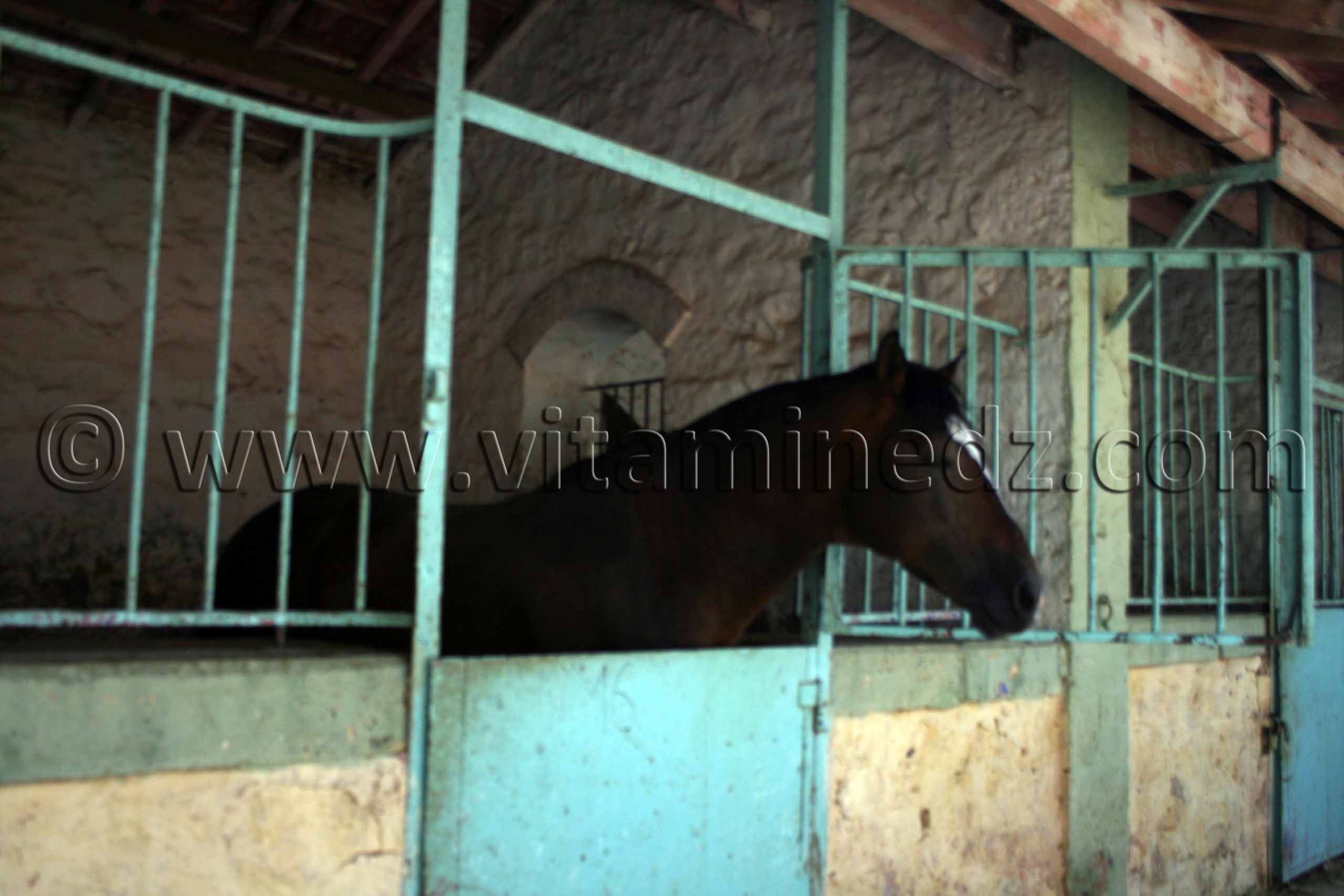Chevaux barbes célèbres