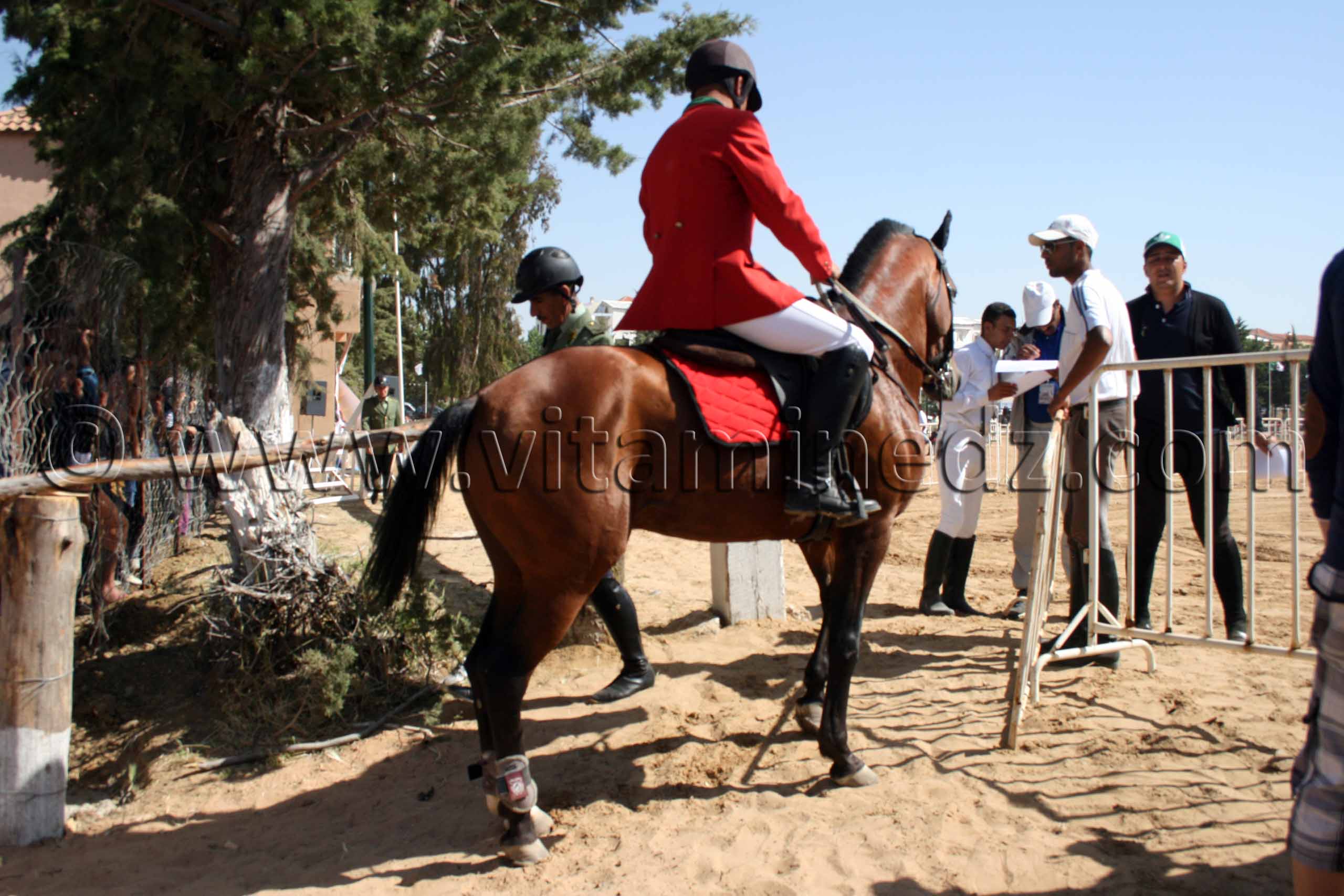Pur sang Arabe Centre equestre Emir Abdelkader de Tiaret, lors de la 8è Edition du Festival du cheval, Vente au enchères de pur sang arabes, Equitation et saut d'obstacles.