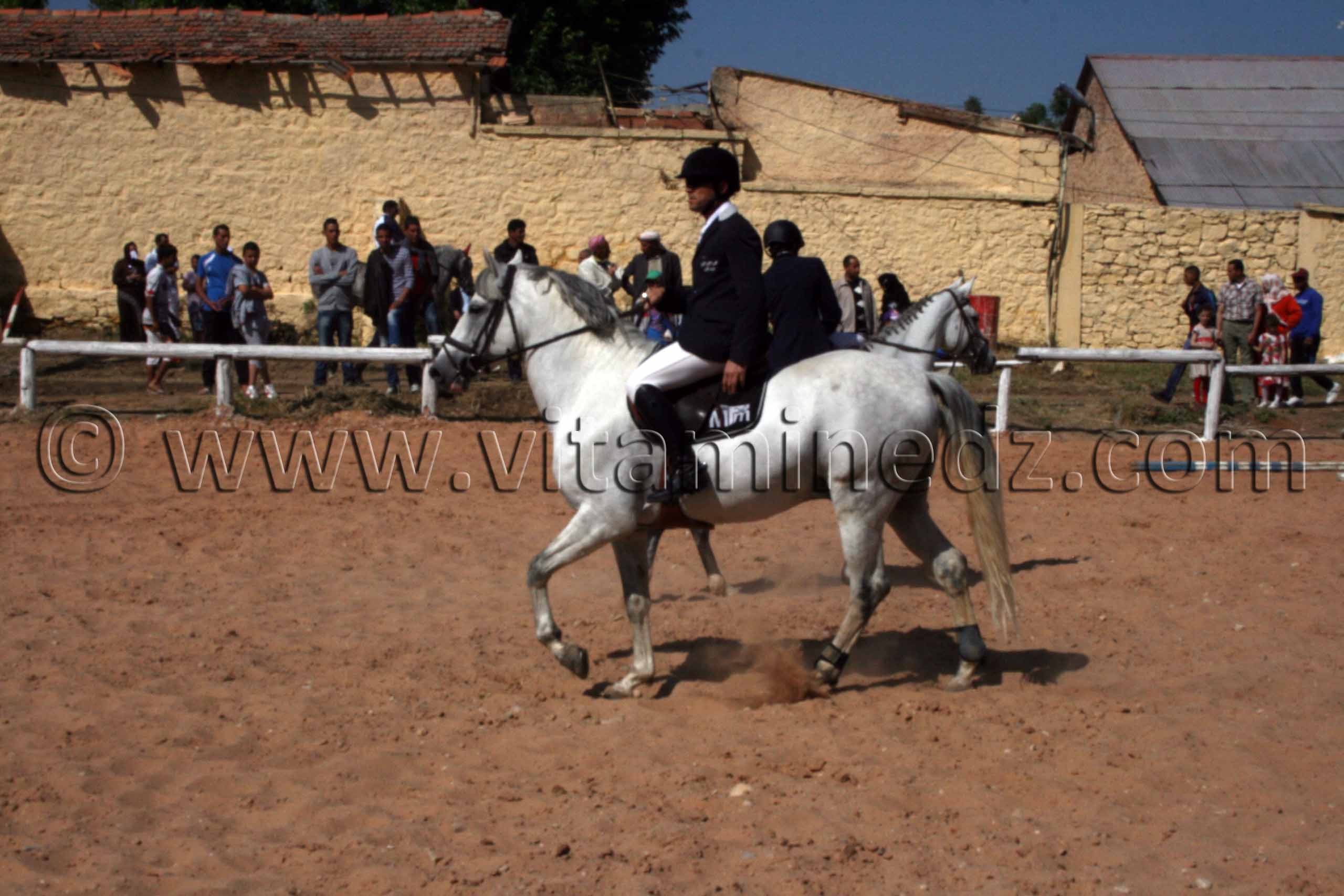 Cheval Barbe - Salon du Cheval de Tiaret (8ème édition - Juin 2013) - Fantasia, fête populaire.