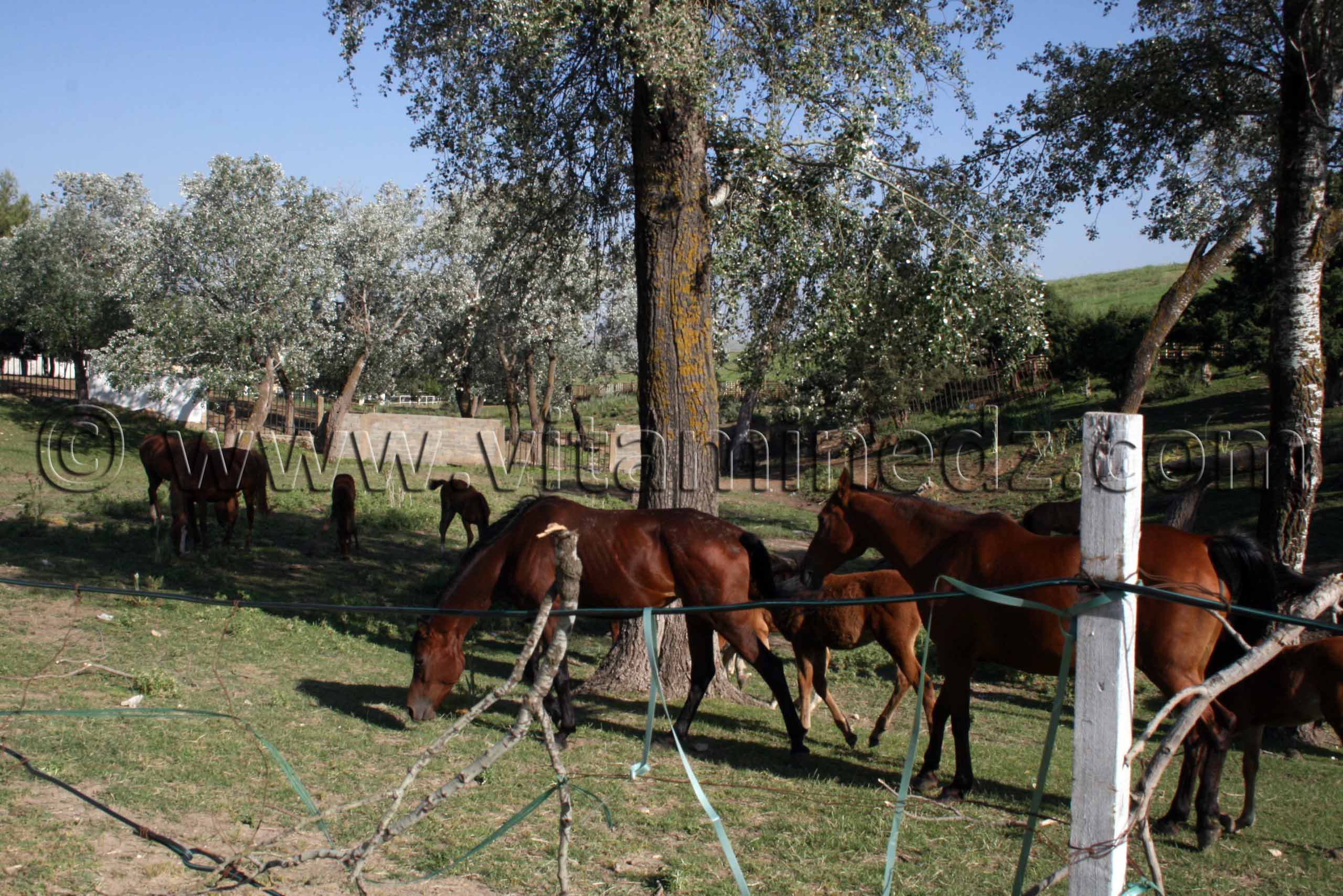 Purs sang Arabe Centre equestre Emir Abdelkader de Tiaret