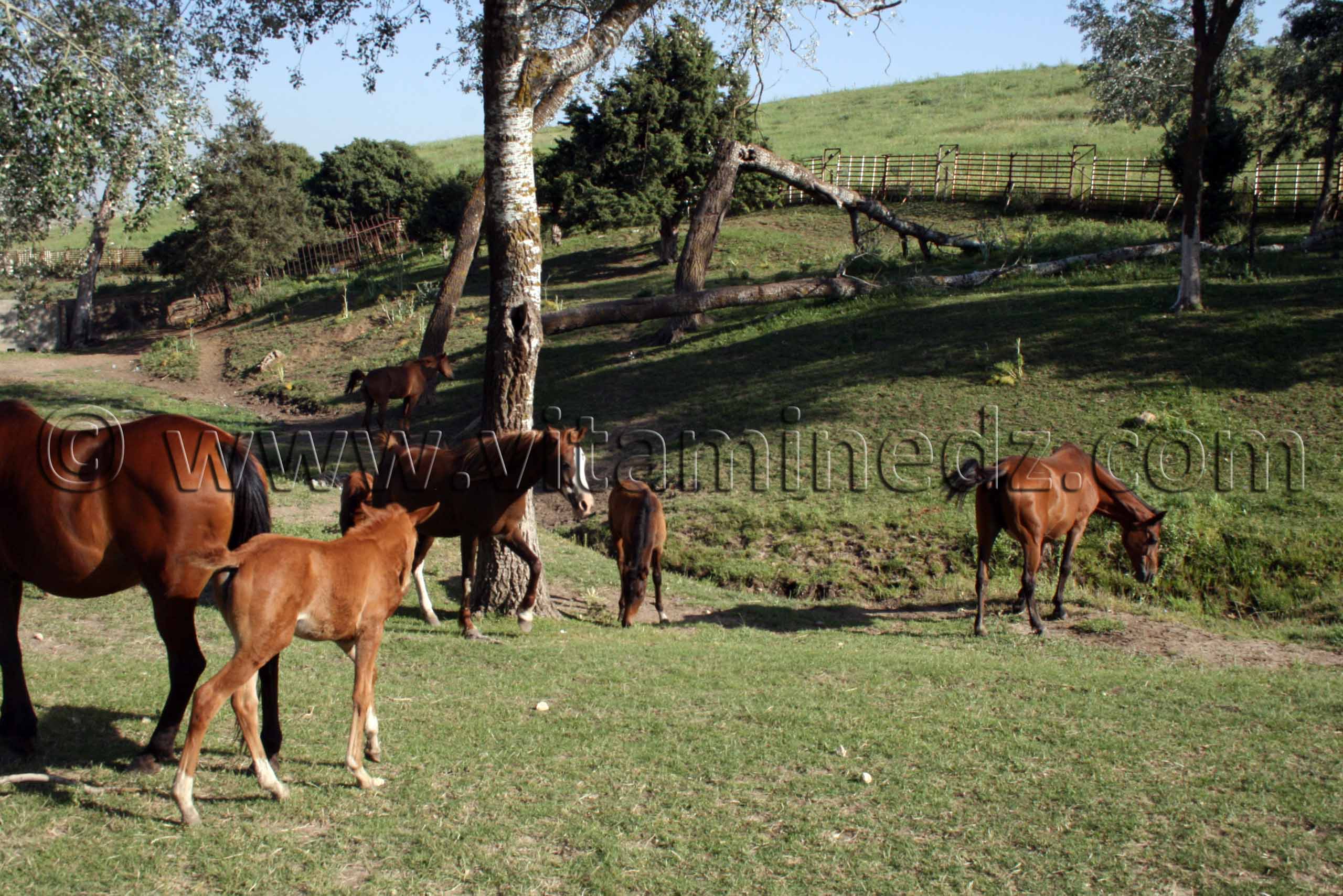 Lignées Purs sang Arabe - Centre equestre Emir Abdelkader de Tiaret