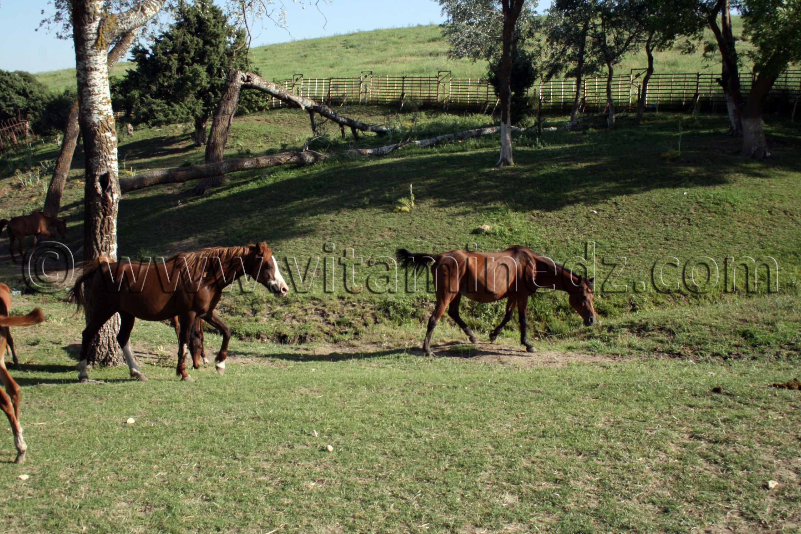 Techniques equestres au Centre equestre Emir Abdelkader de Tiaret