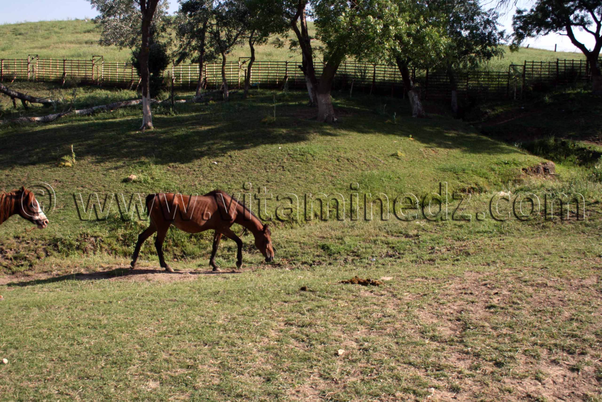 Utilisation des Purs sang Arabe Centre equestre Emir Abdelkader de Tiaret