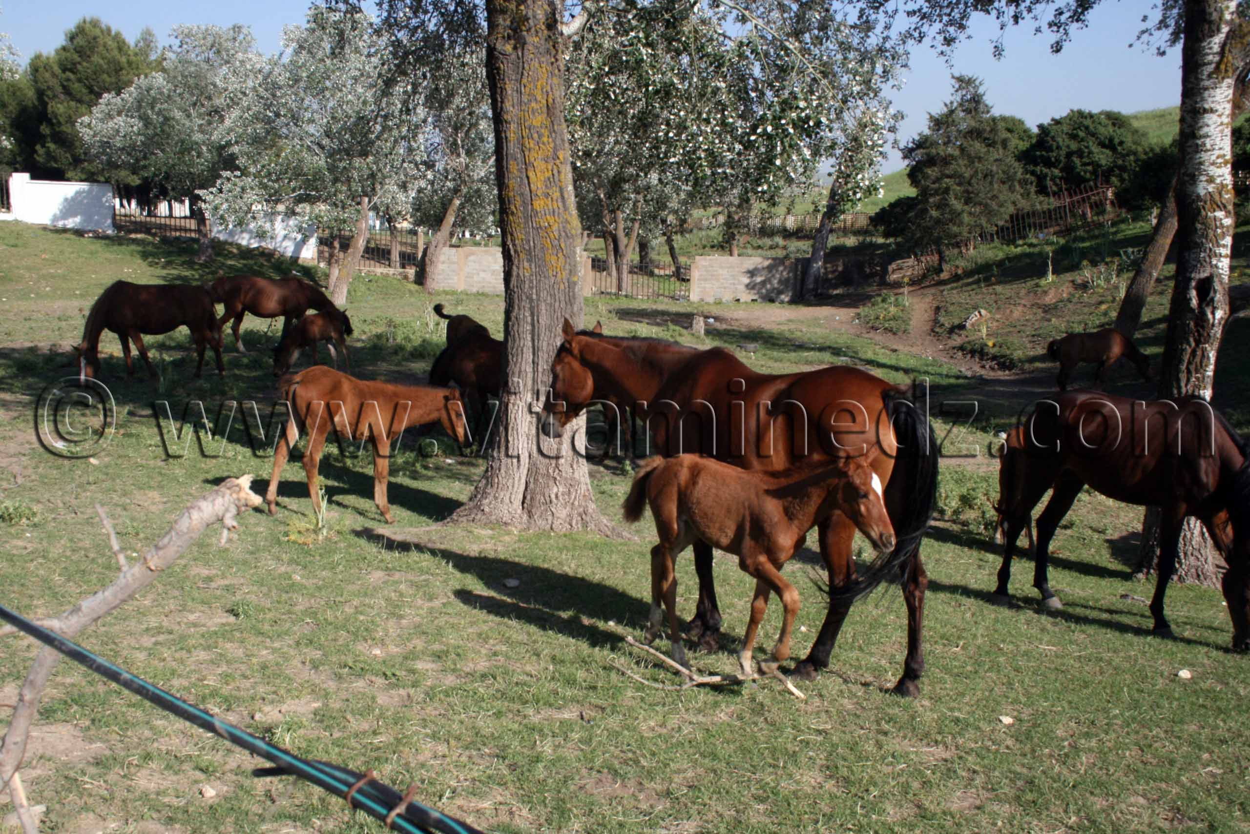 Jumenterie de purs sang arabes au Centre equestre Emir Abdelkader de Tiaret