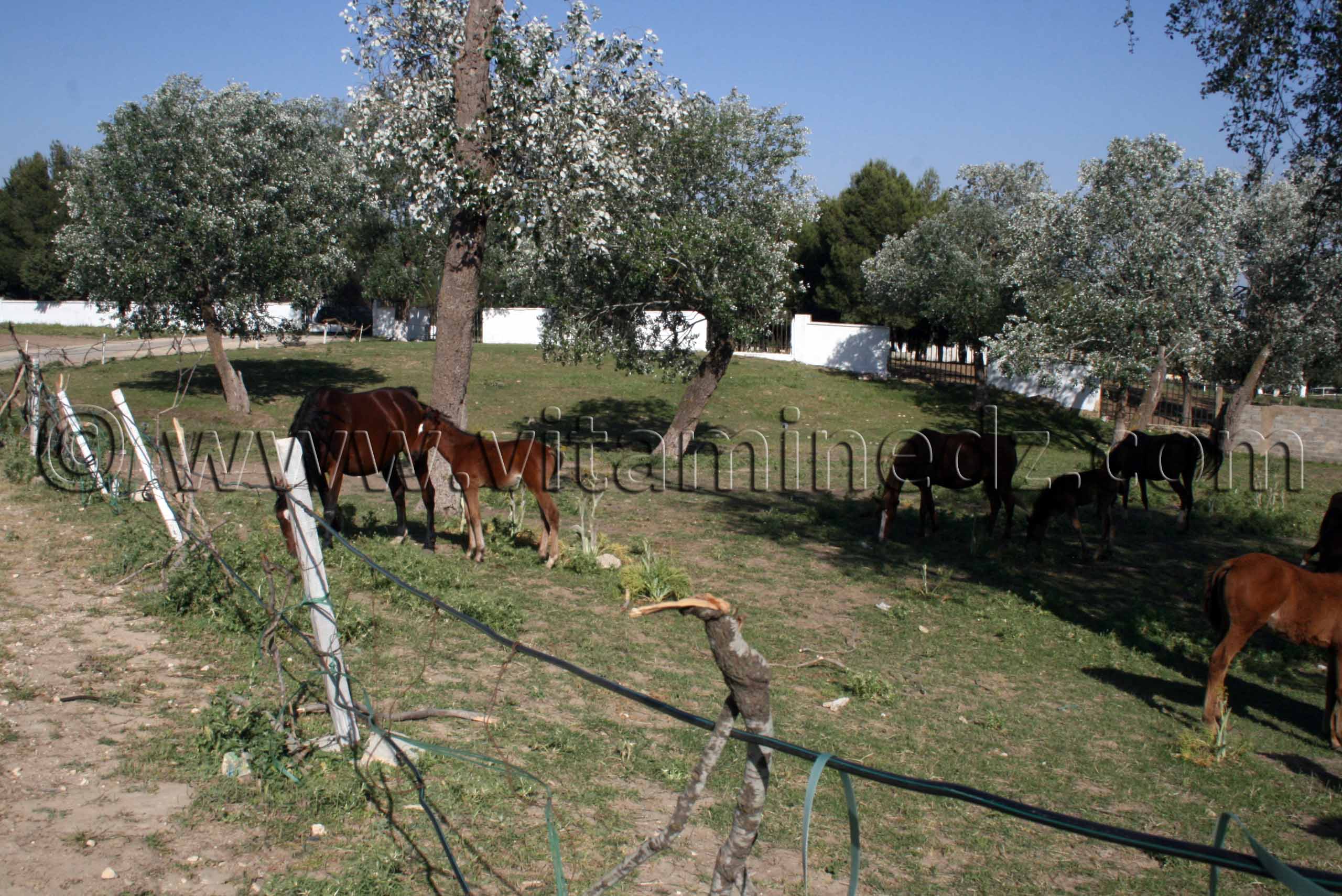 Centre equestre Emir Abdelkader de Tiaret
