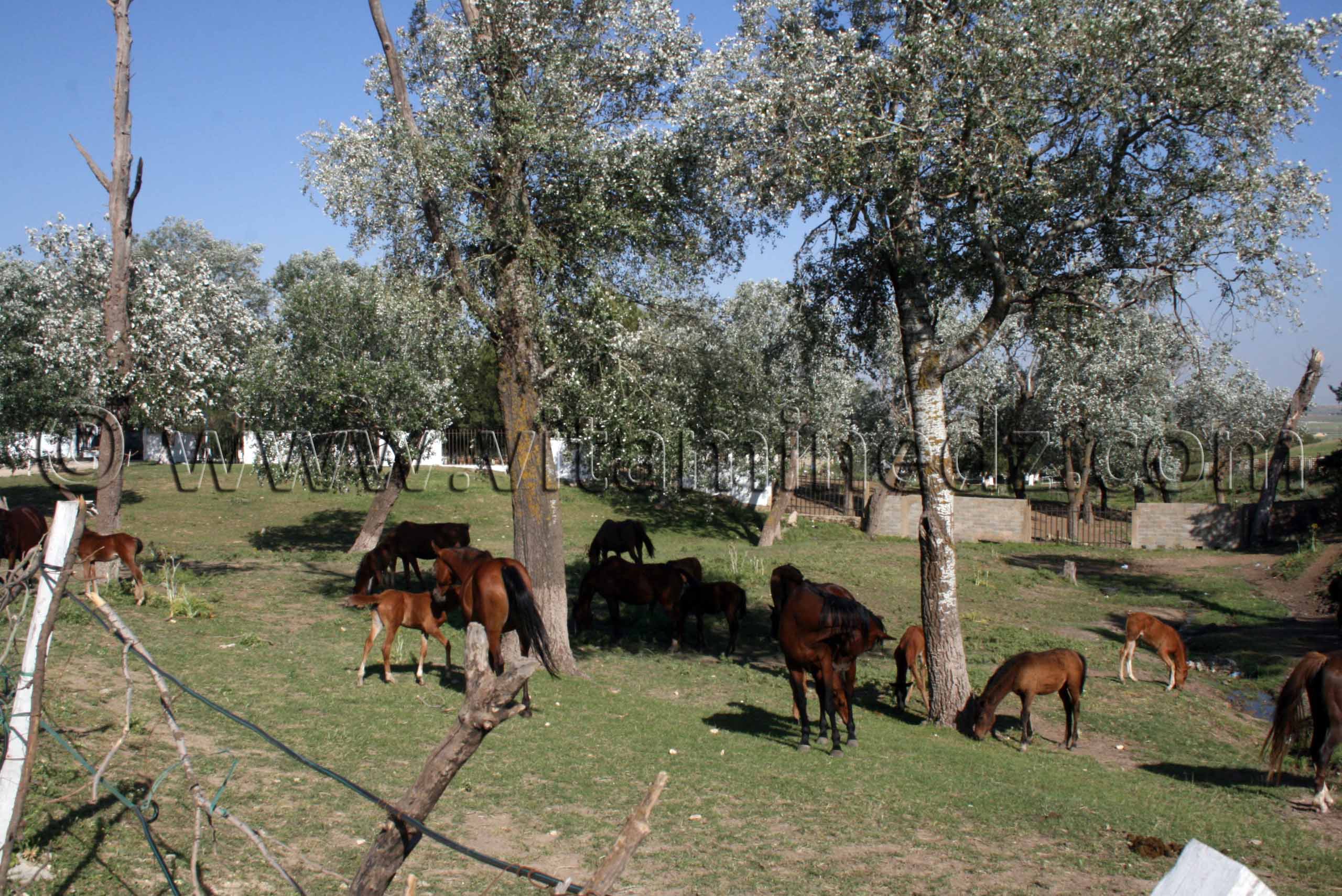 Jumenterie au Centre equestre Emir Abdelkader de Tiaret