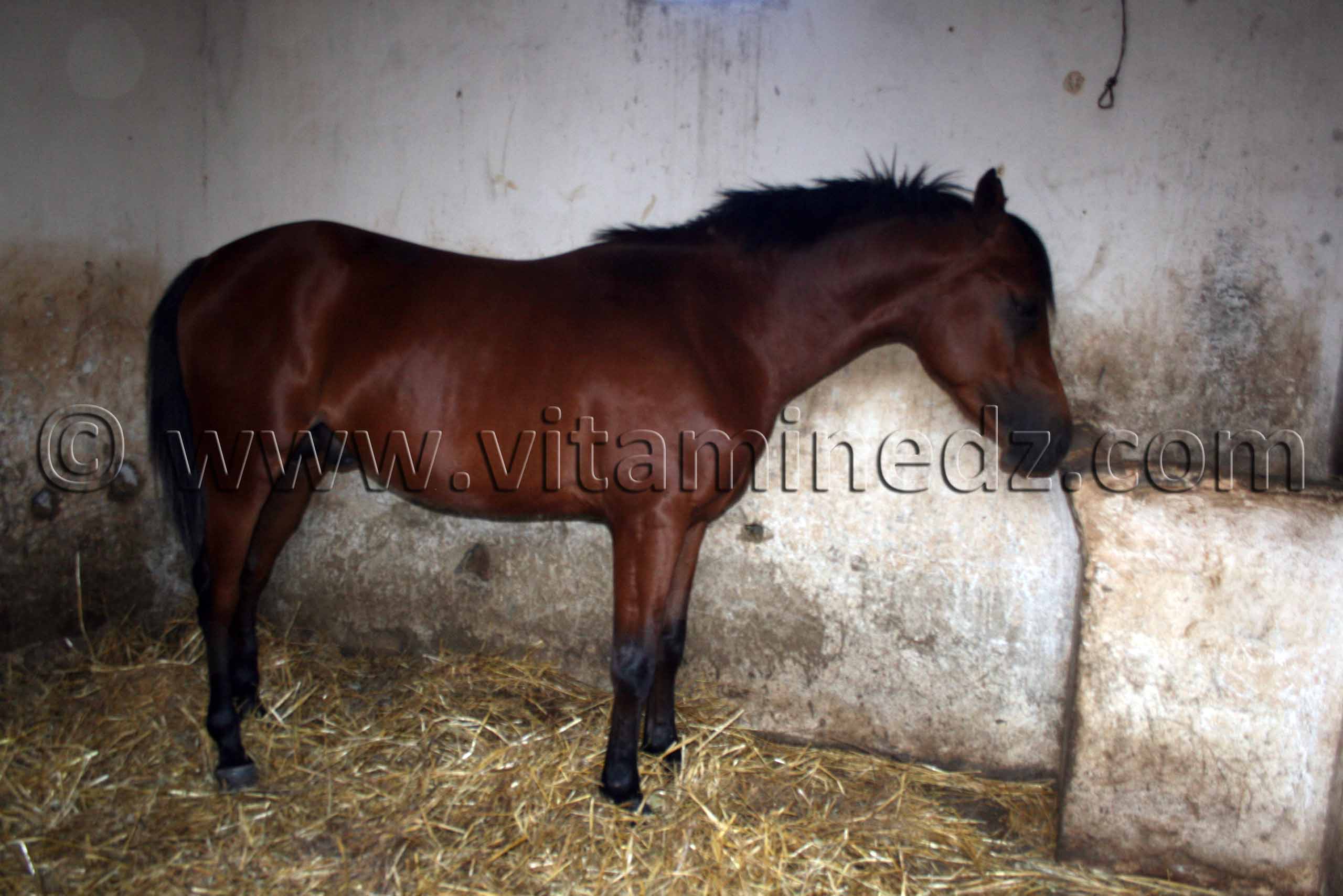 Formation des cavaliers au Centre equestre Emir Abdelkader de Tiaret