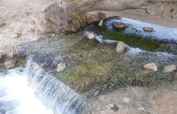 MSILA  -  Rush sur l’eau des sources de Dreaât