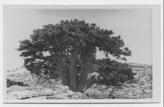 Près du sommet du Djebel Taktiout