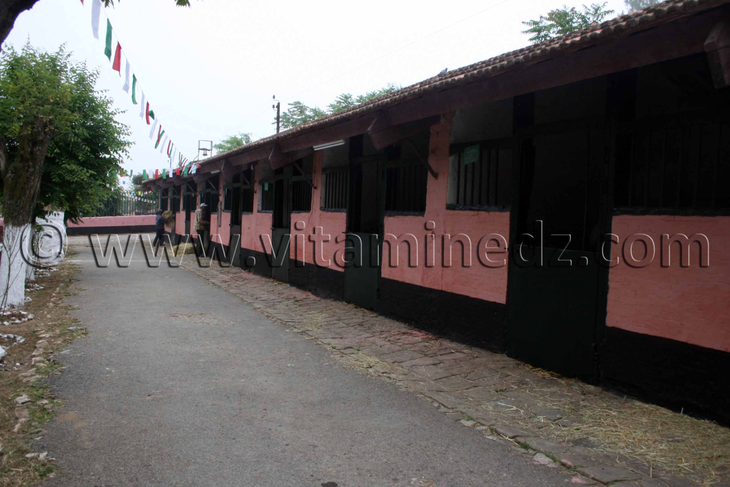 Le Haras de ChawChawa de Tiaret