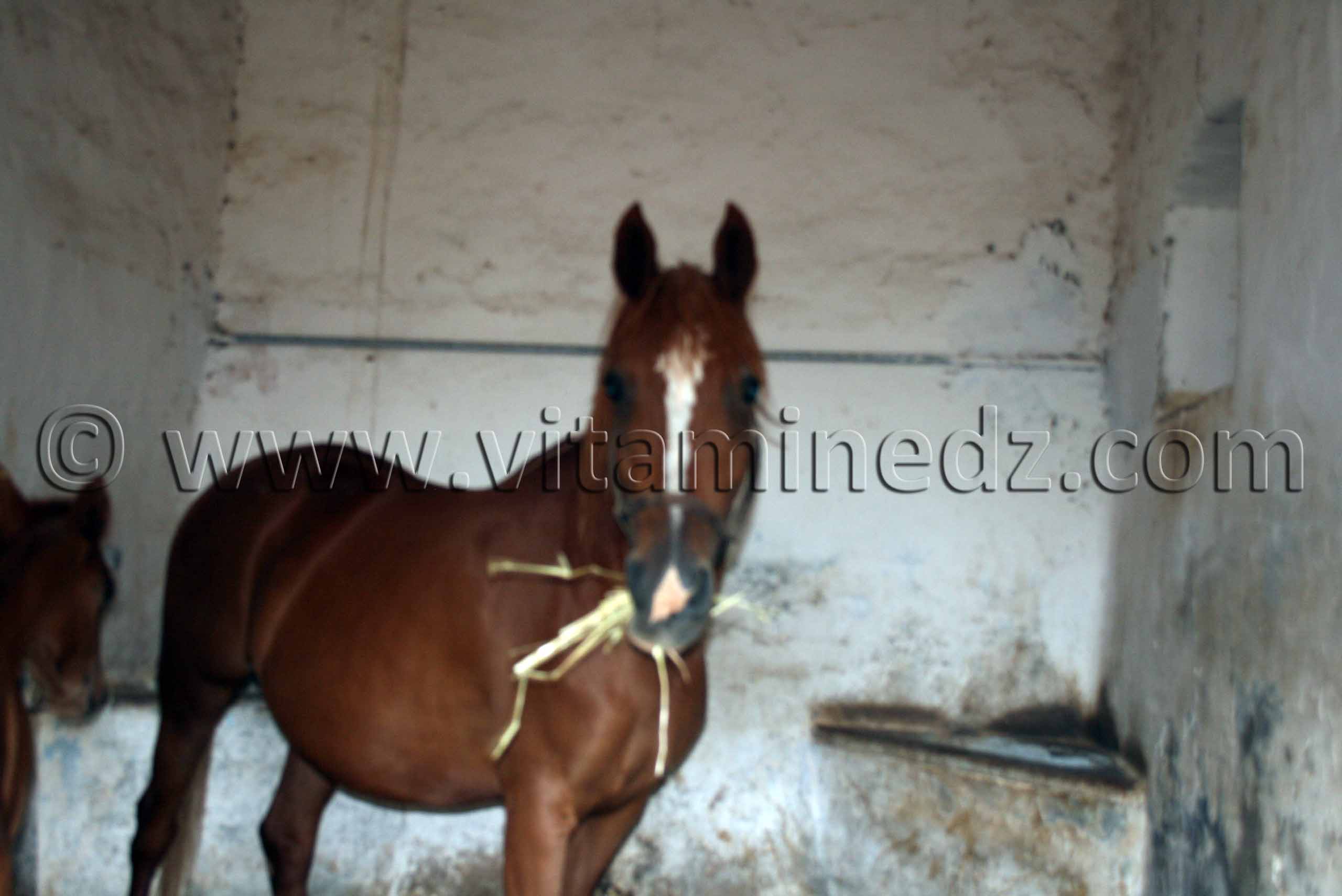 Cheval Arabe - Haras de ChaouChaoua de Tiaret