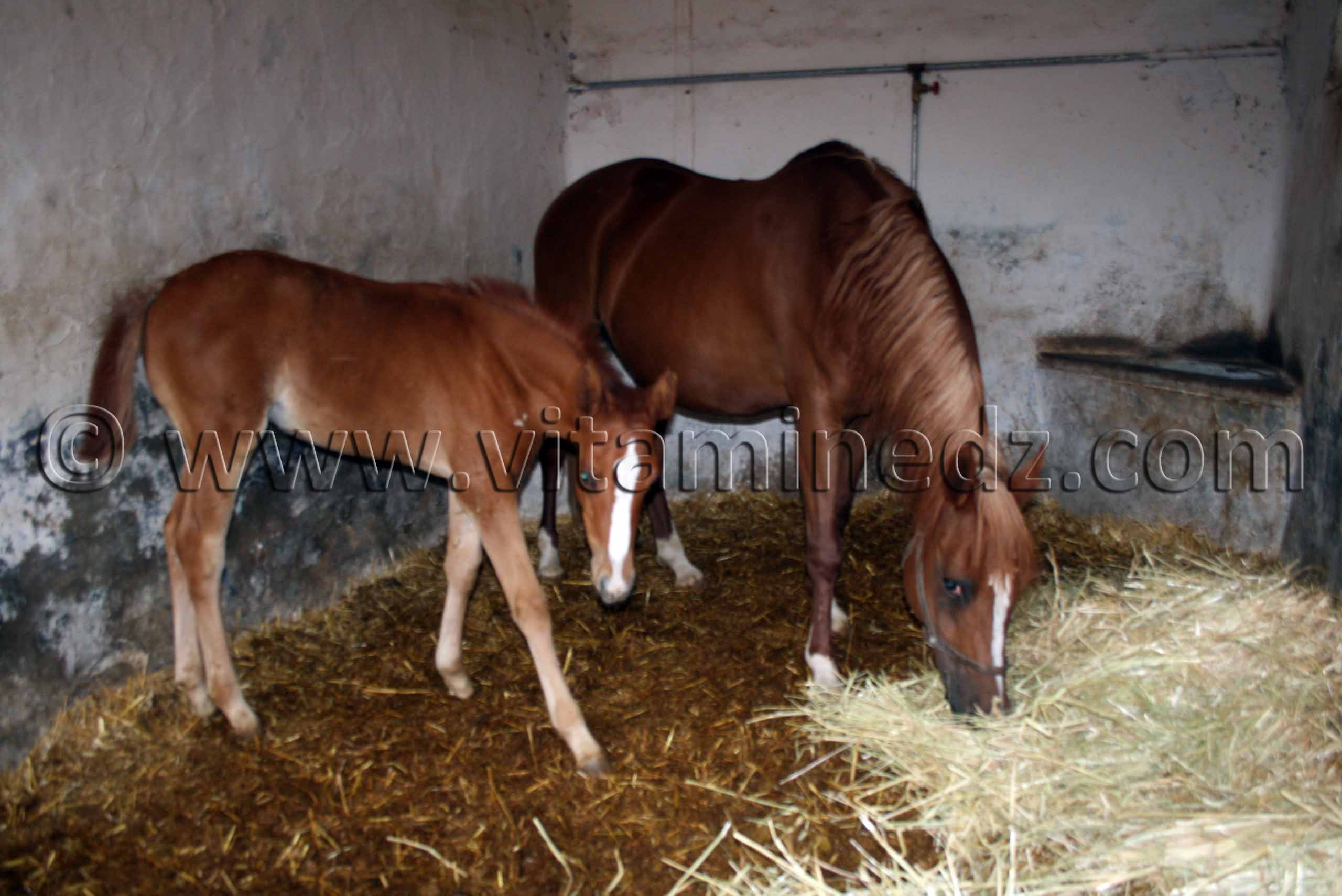 Cheval et poulin au Haras de Chaw Chawa de Tiaret