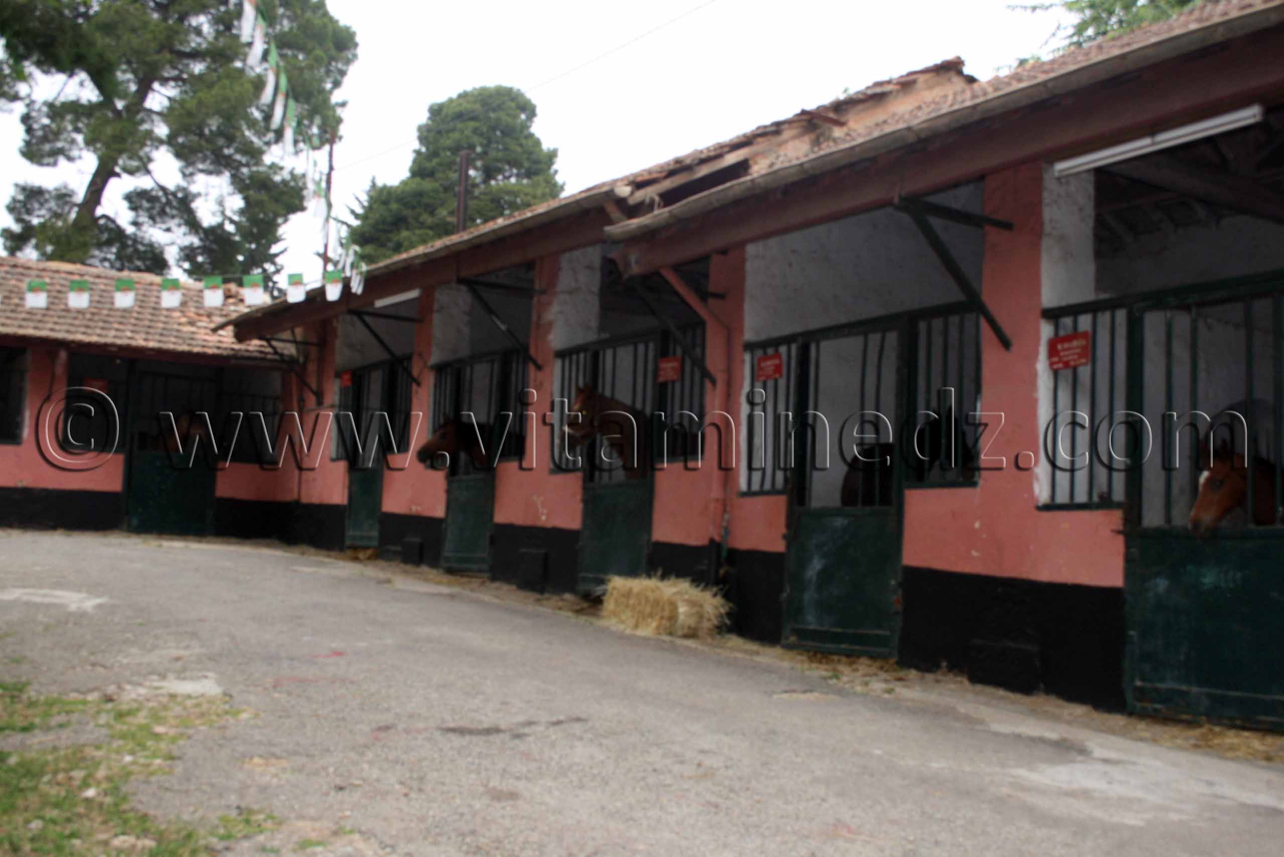 Boxes de chevaux Haras de ChaouChaoua de Tiaret