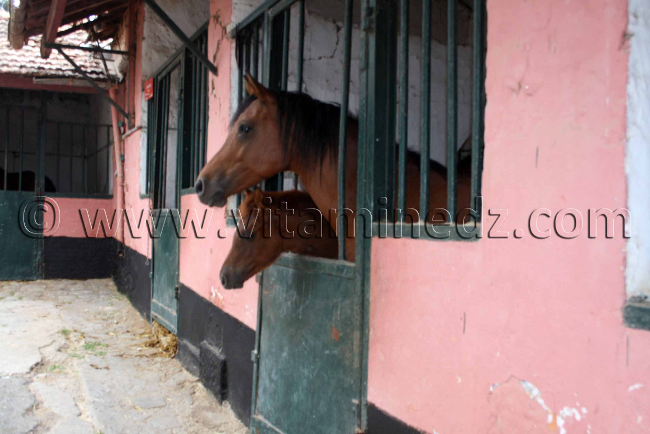 Chevaux Arabes - Haras de ChaouChaoua de Tiaret