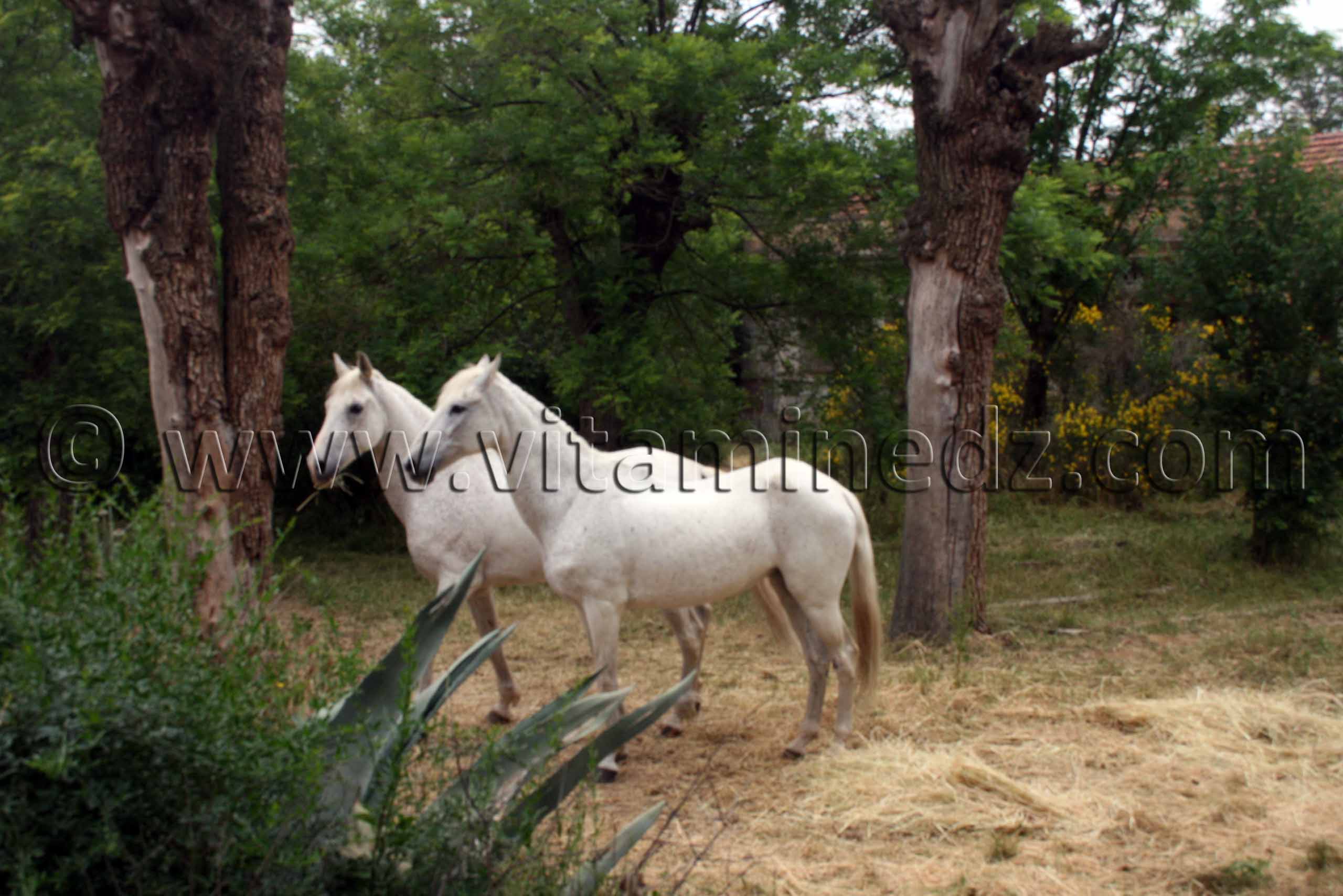 Chevaux Arabes - Haras de ChaouChaoua de Tiaret