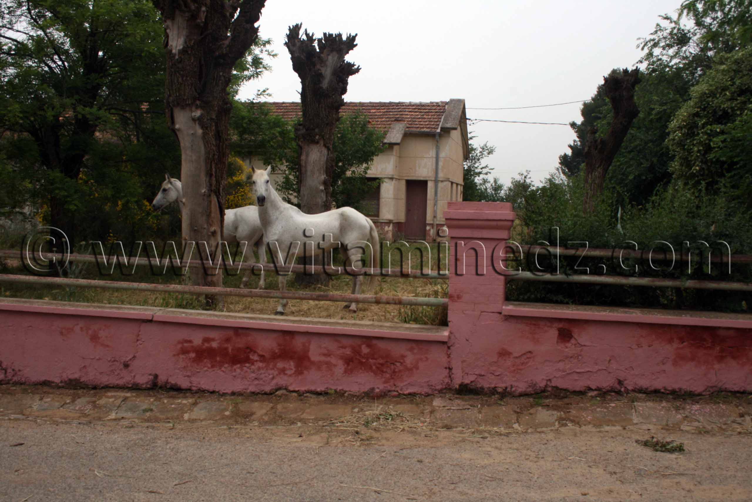 Le Haras de ChaouChaoua de Tiaret, vente de chevaux arabes