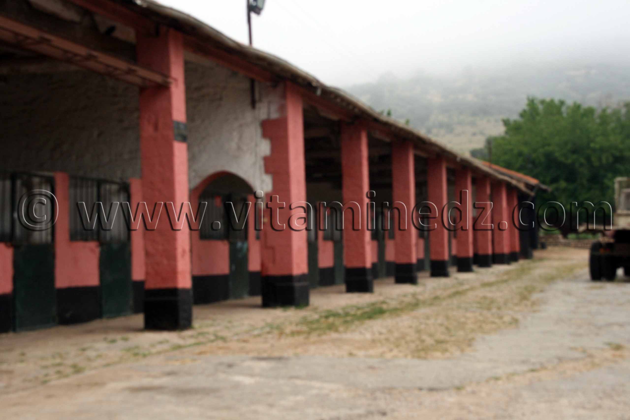 Boxes de chevaux Haras de ChaouChaoua de Tiaret
