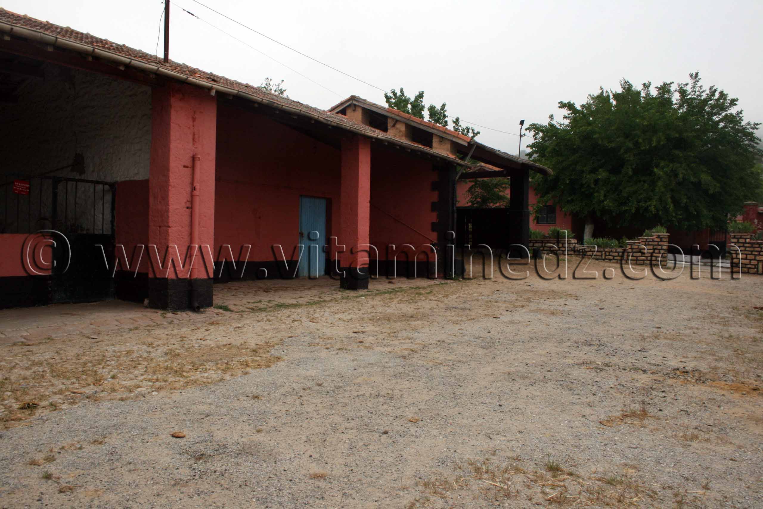 Le Haras de ChaouChaoua de Tiaret, 2013