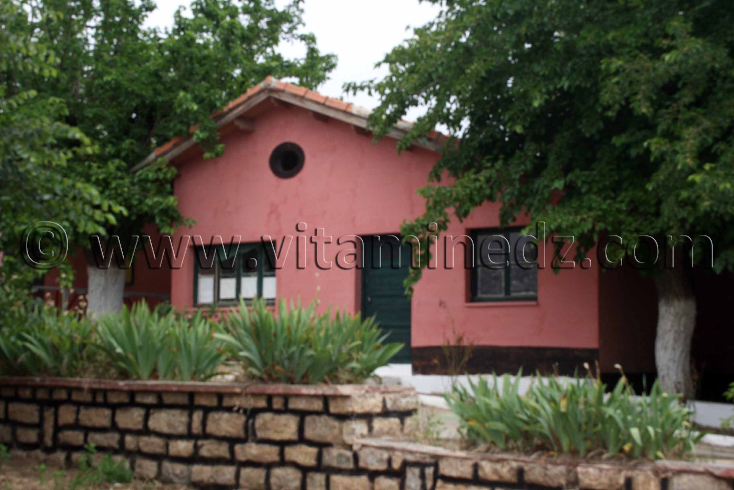 Le Haras de ChaouChaoua de Tiaret, vente de chevaux arabes