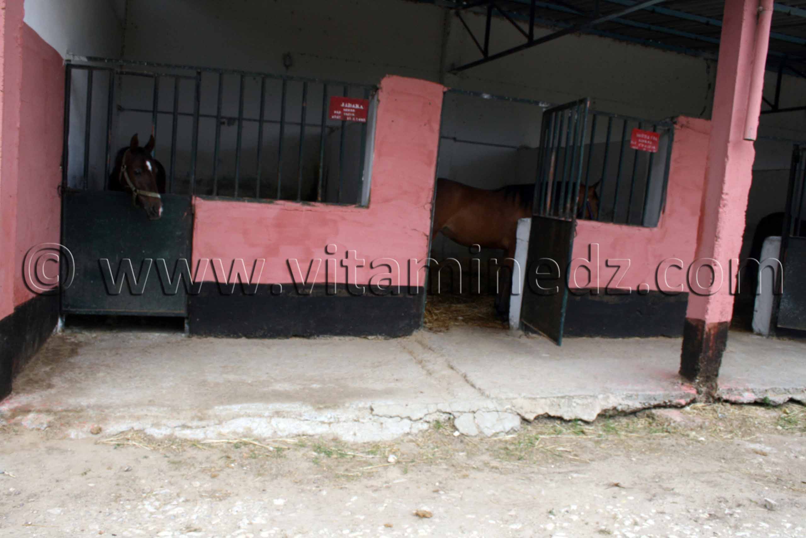pur sang arabe a vendre- Le Haras de ChaouChaoua de Tiaret
