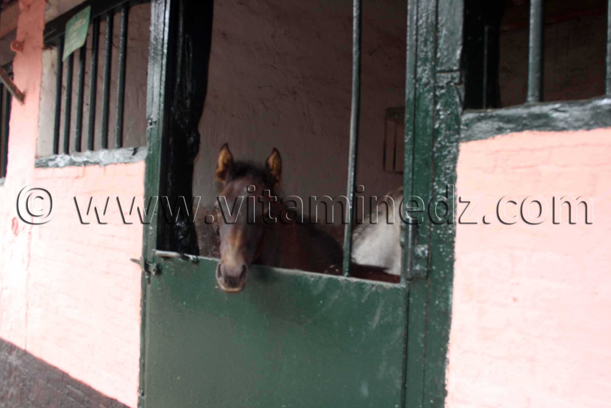 pur sang arabe a vendre pas cher Le Haras de ChaouChaoua de Tiaret, vente de chevaux arabes