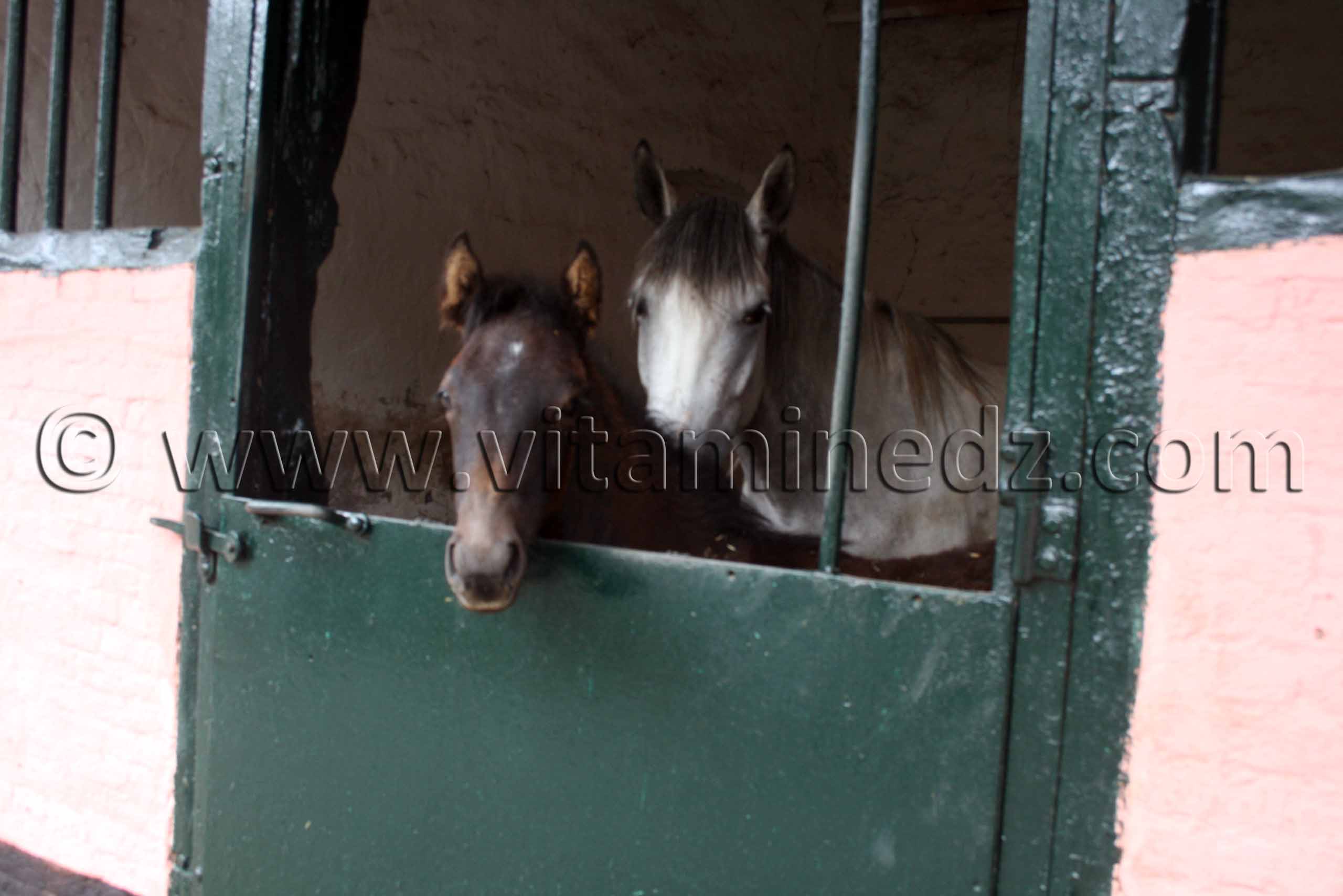 histoire cheval arabe- Le Haras de ChaouChaoua de Tiaret