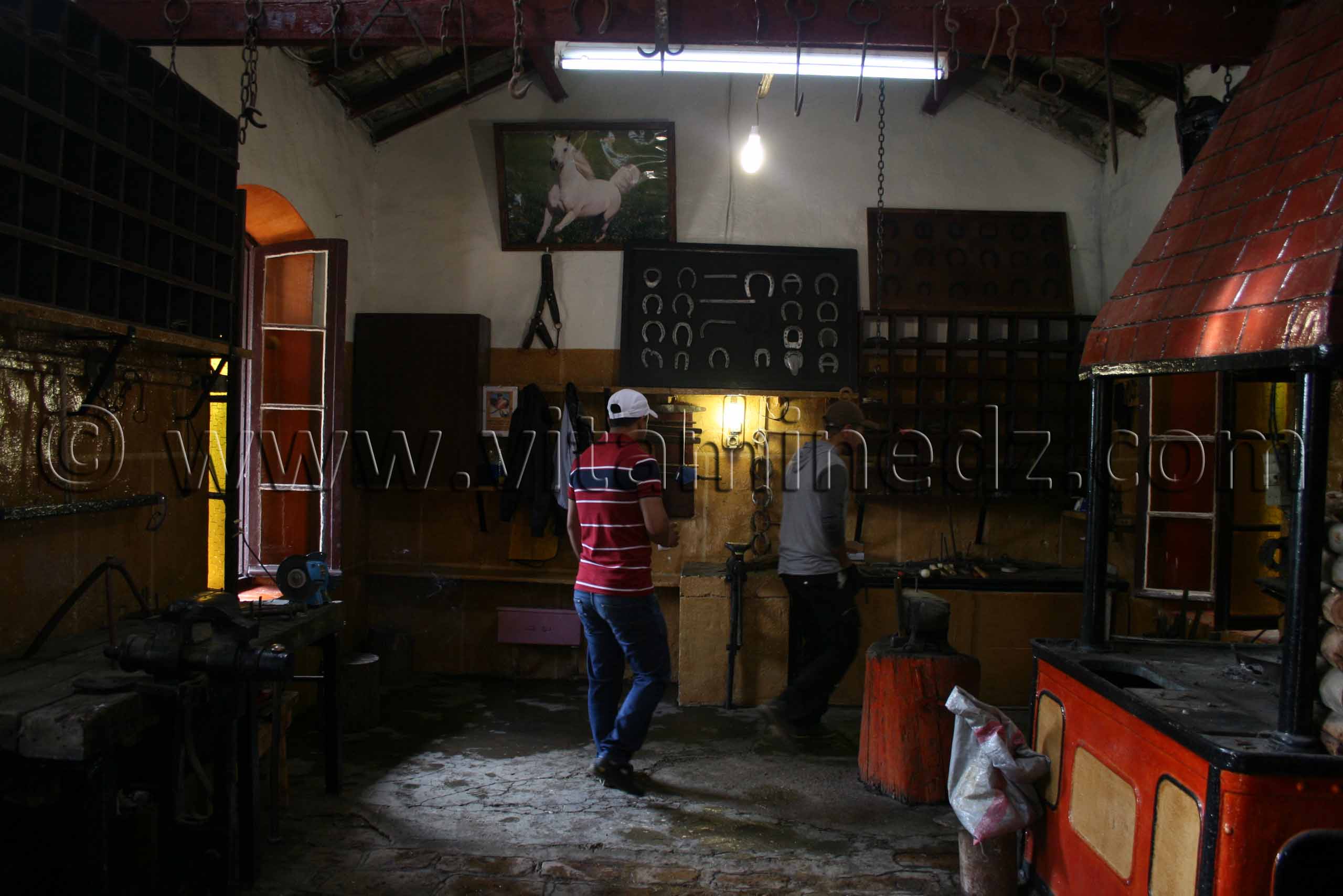 photos marechal ferrant Le Haras de ChaouChaoua de Tiaret