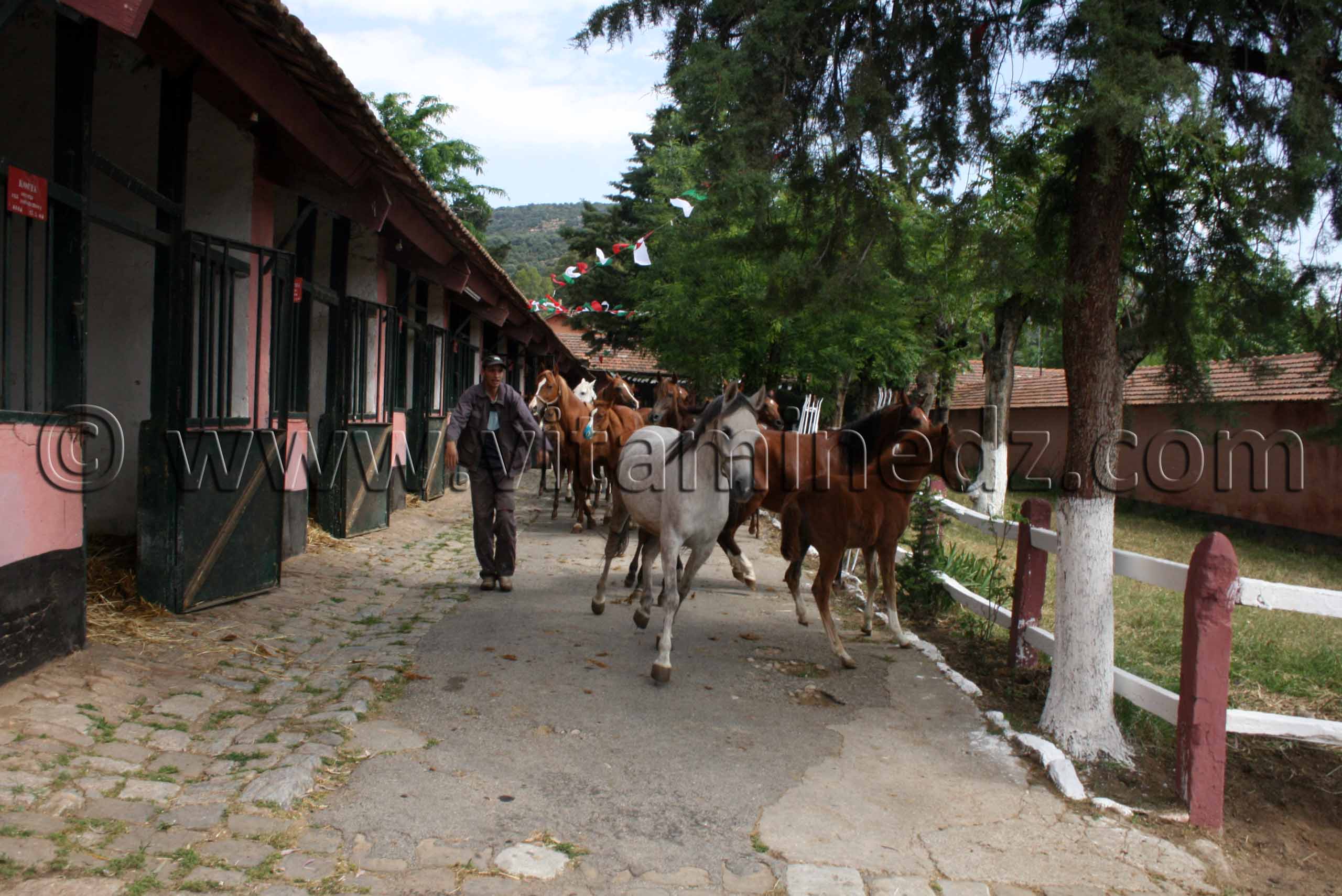 chevaux arabes photos- Le Haras de ChaouChaoua de Tiaret,