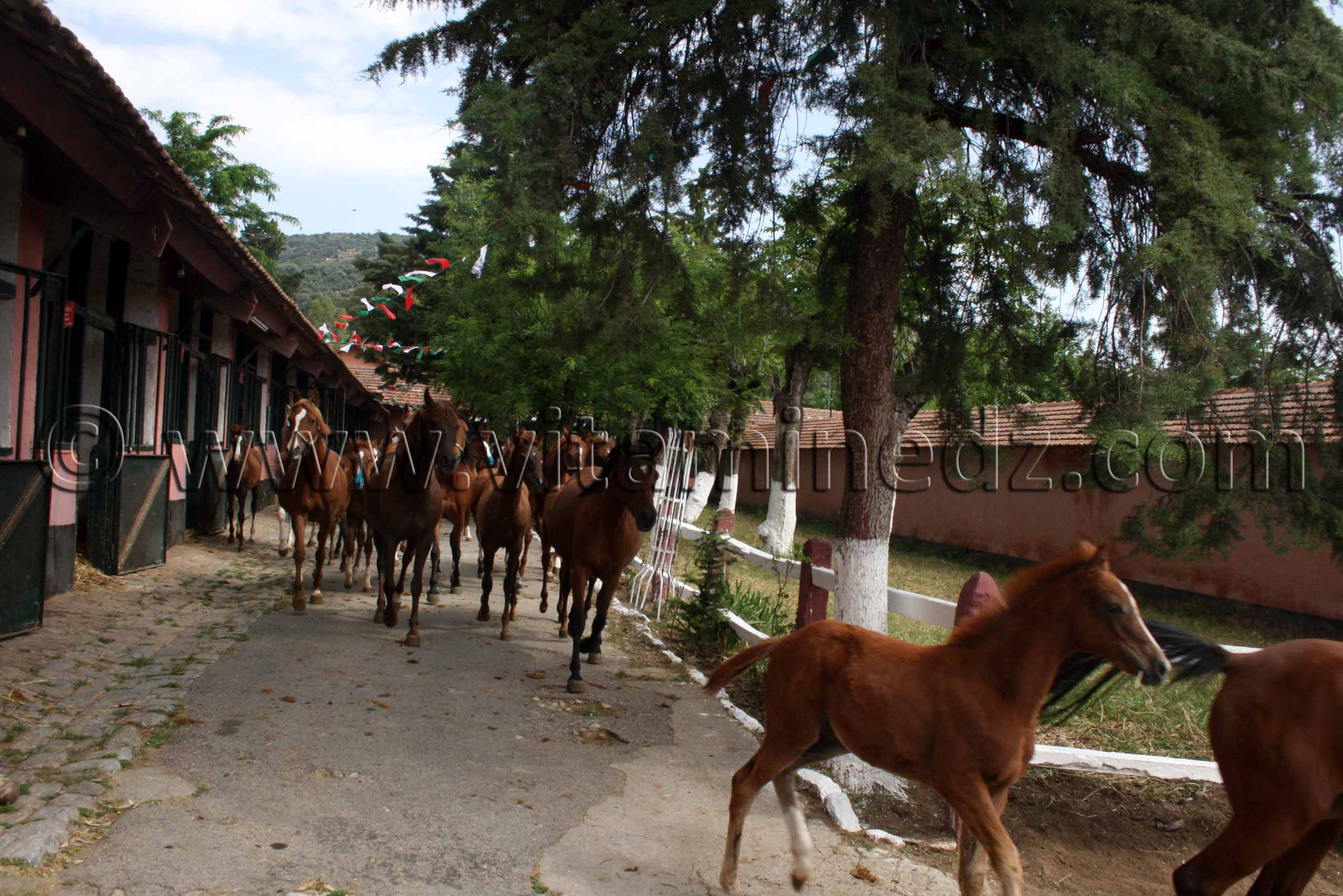 étalons arabes Le Haras de ChaouChaoua de Tiaret