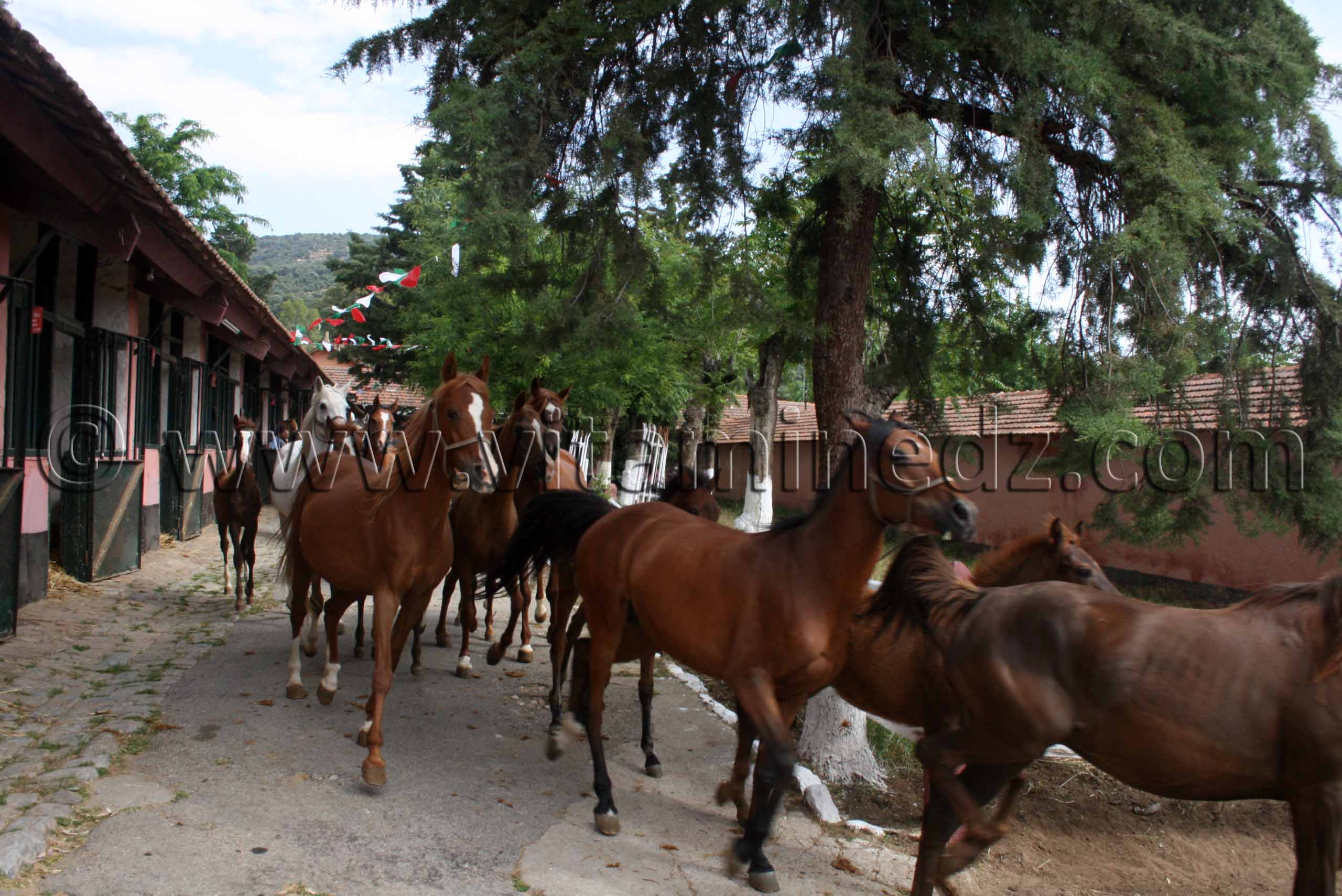 pur sang arabe a vendre Le Haras de ChaouChaoua de Tiaret