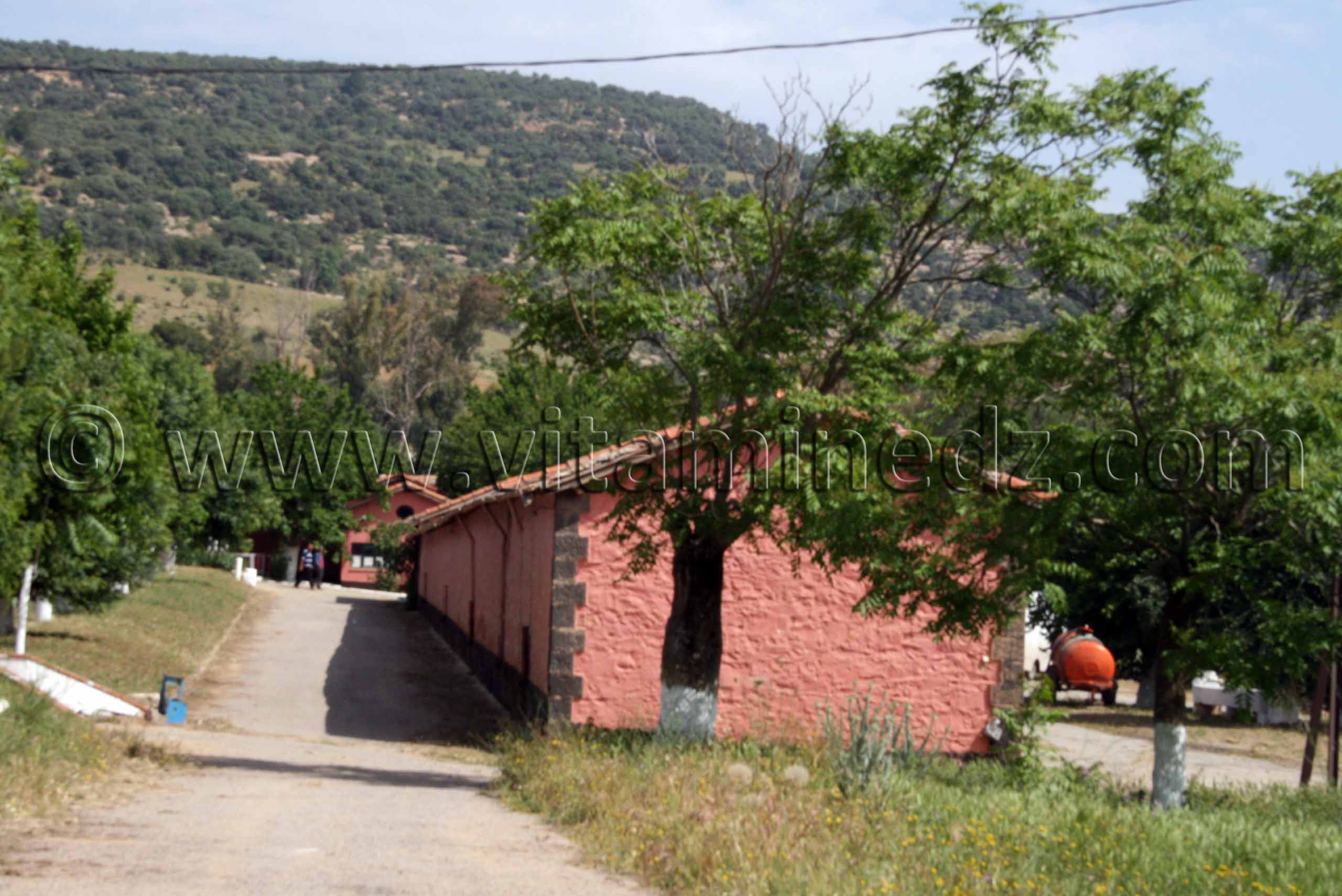 Le Haras de ChaouChaoua de Tiaret