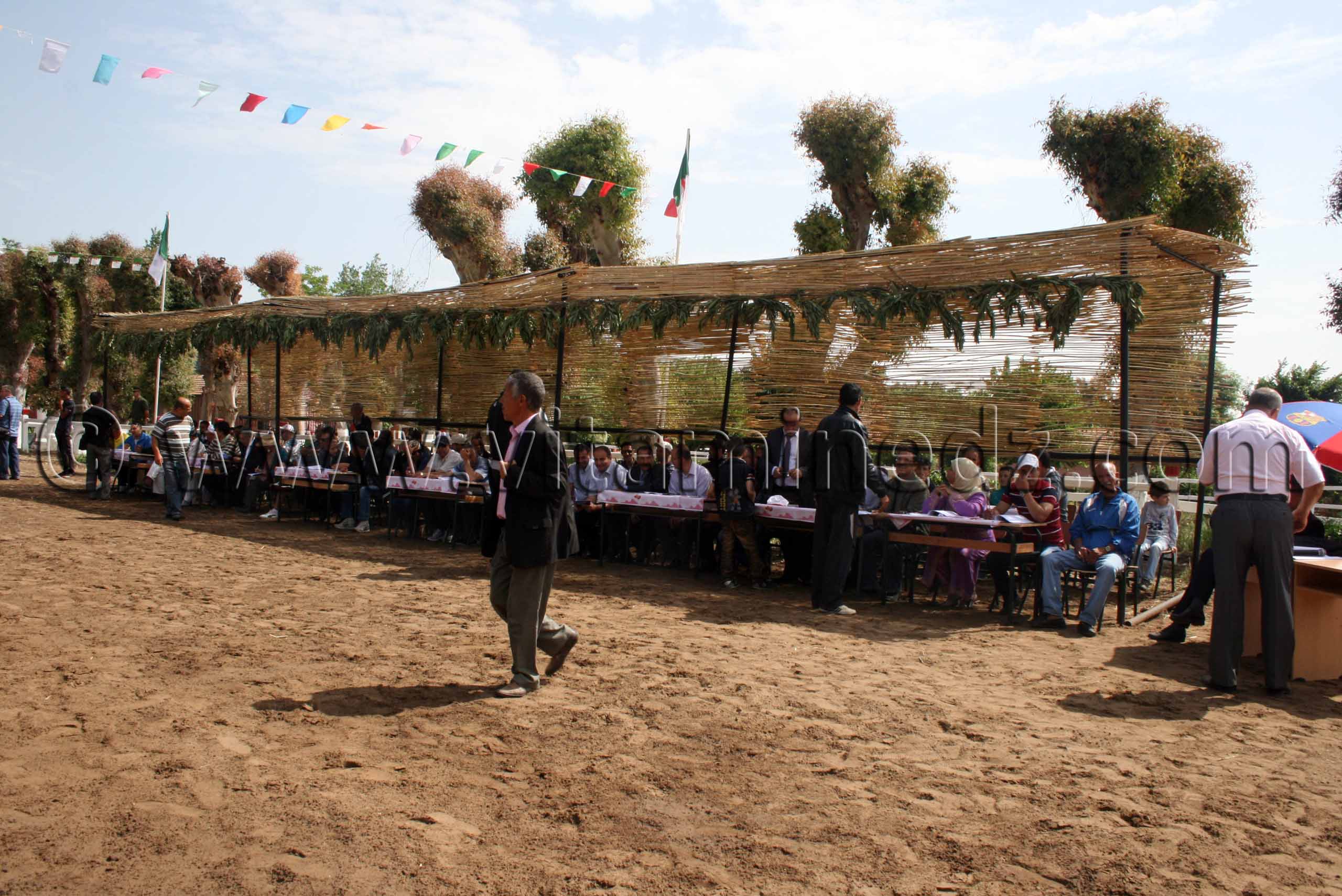 vente de chevaux arabes Le Haras de ChaouChaoua de Tiaret,