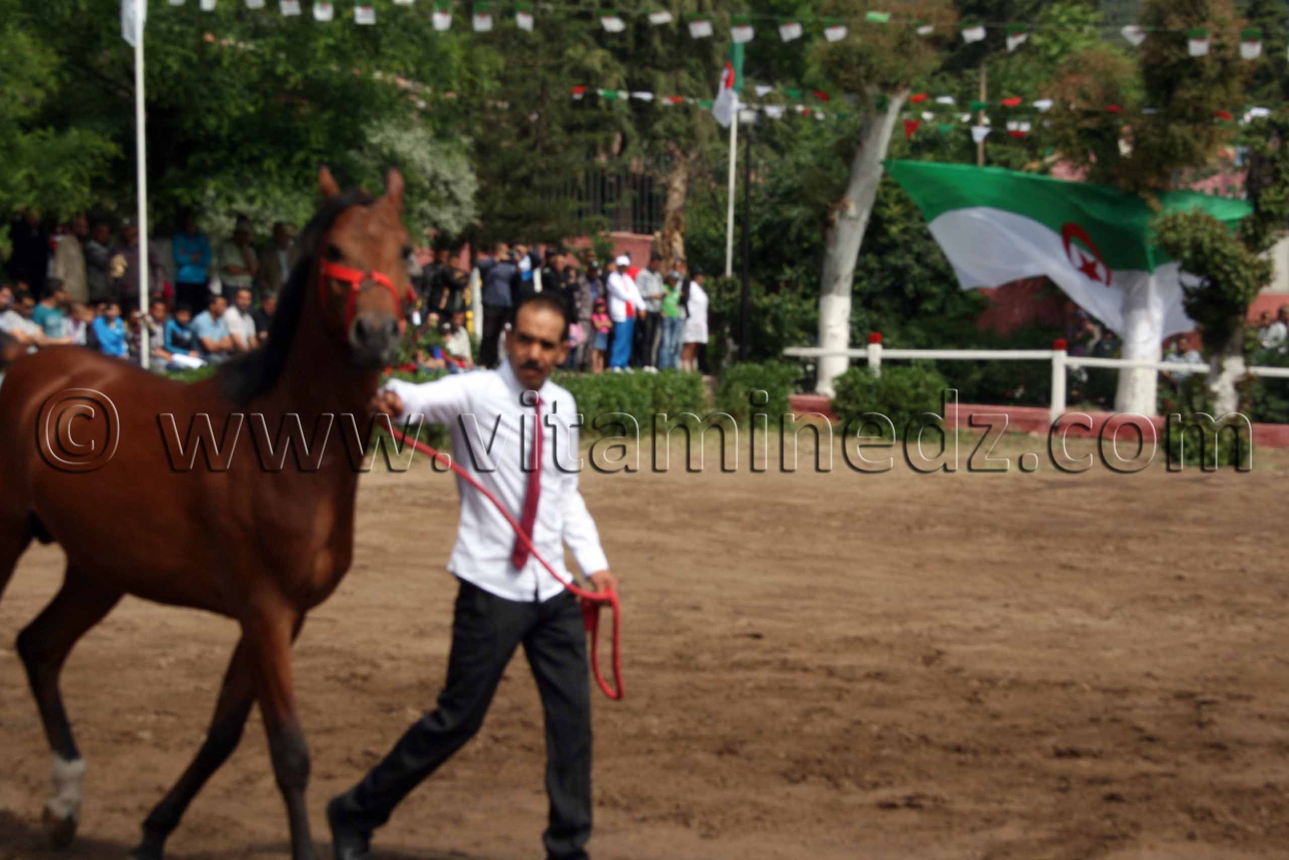 Vente encheres pur sang arabe Le Haras de ChaouChaoua de Tiaret