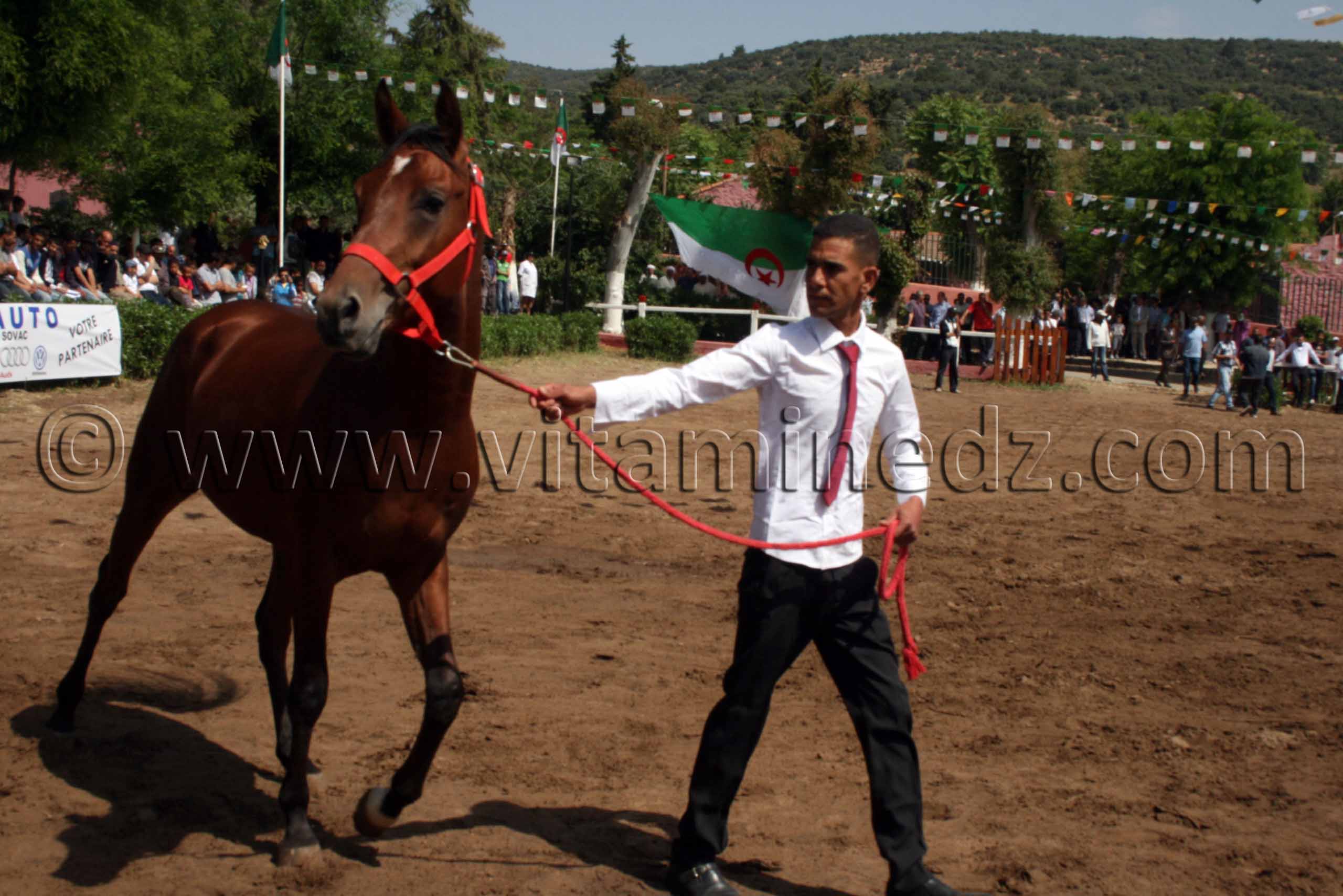 pur sang arabe a vendre Le Haras de ChaouChaoua de Tiaret