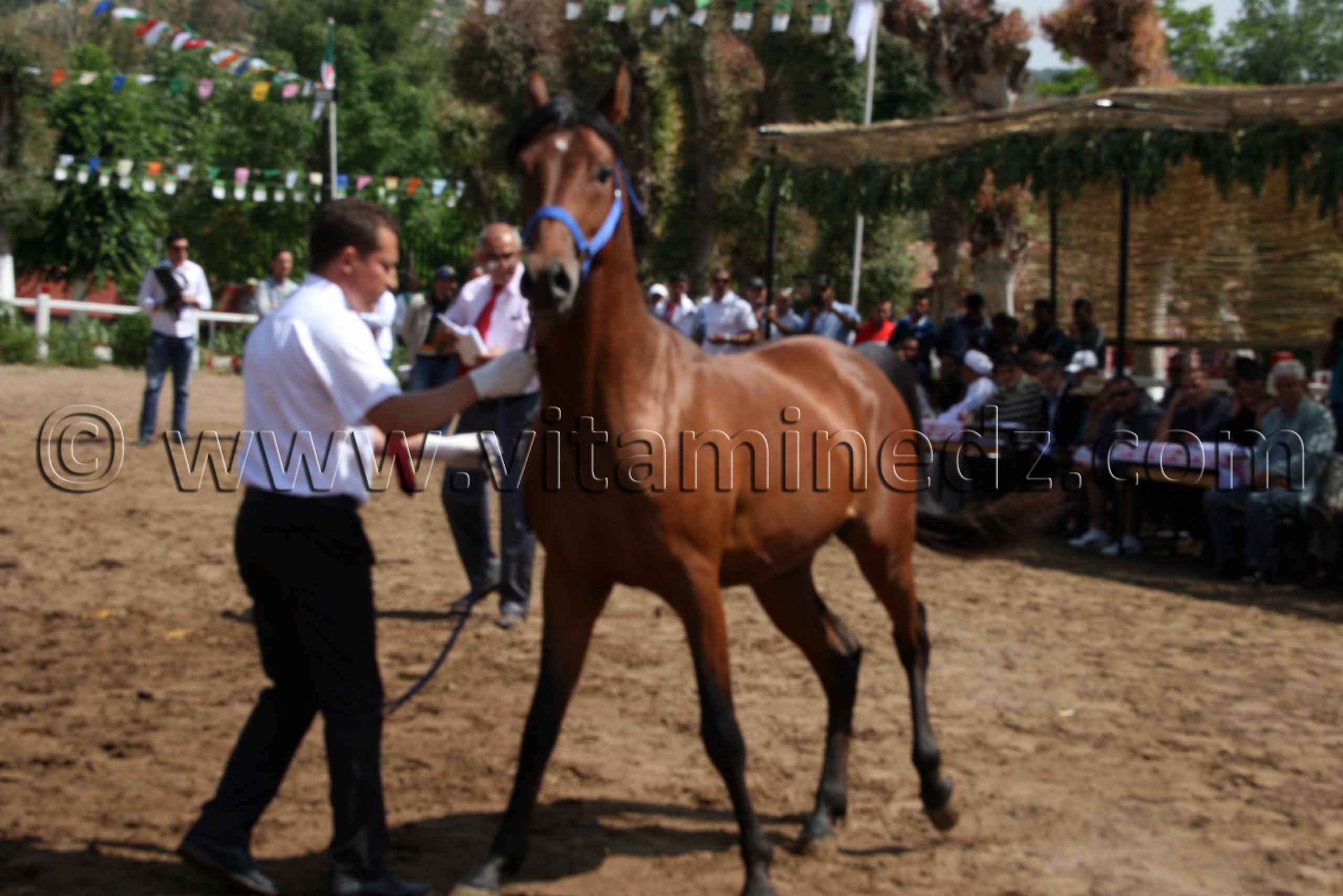 Photo pur sang arabe - Tiaret