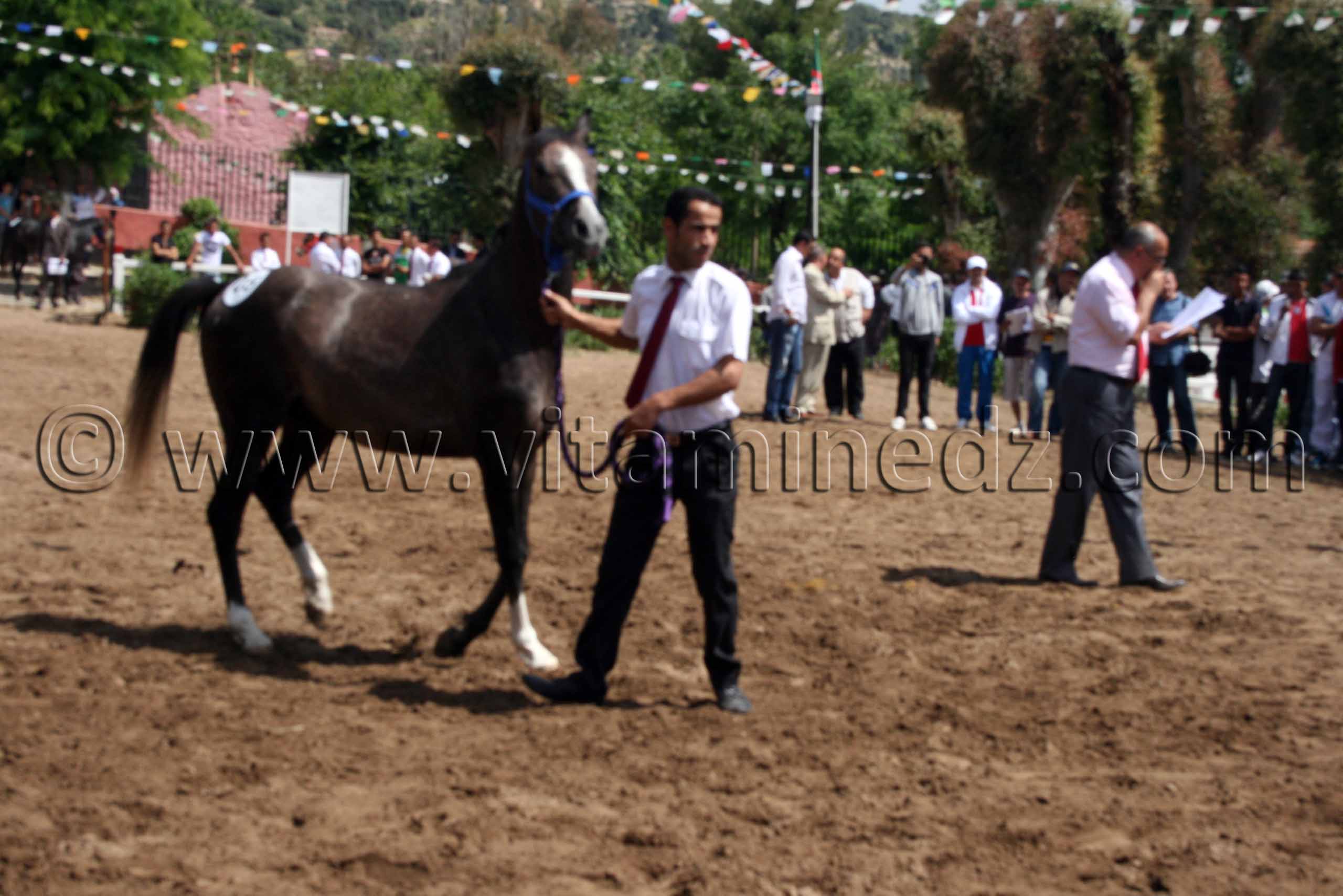 vente de chevaux arabes Le Haras de ChaouChaoua de Tiaret,